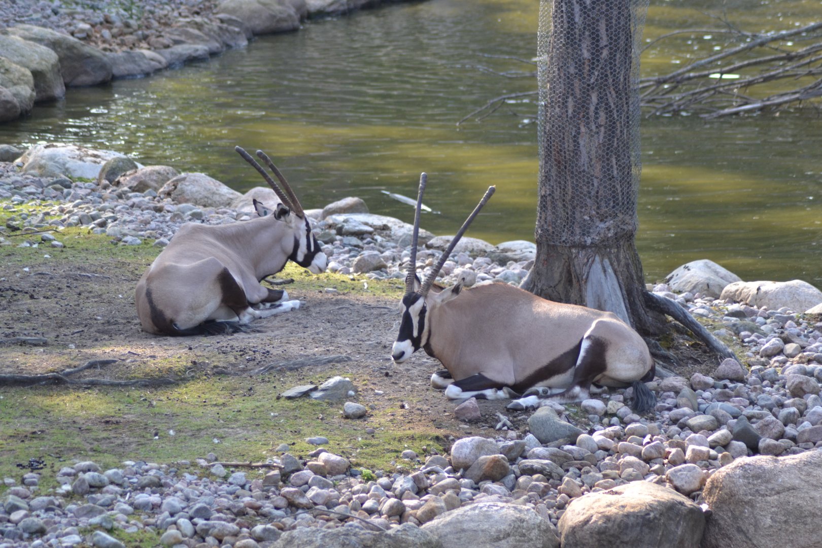 Gemsboks in the safari park at Kolmården