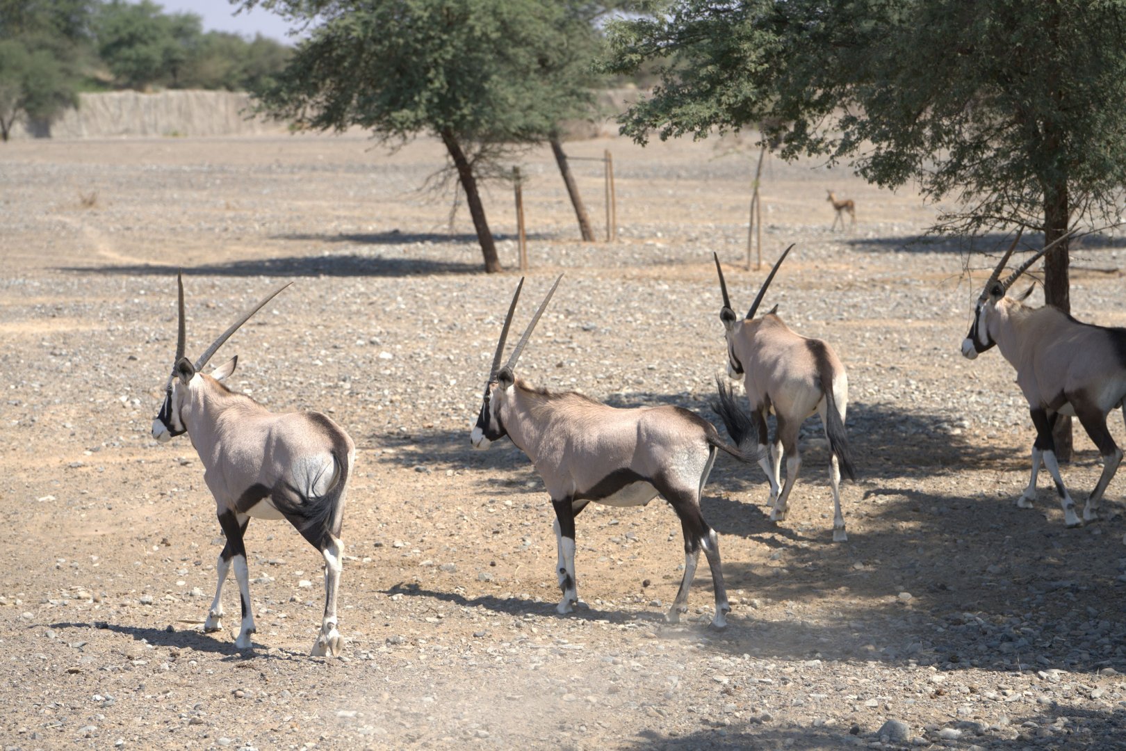 Gemsboks, Kalahari
