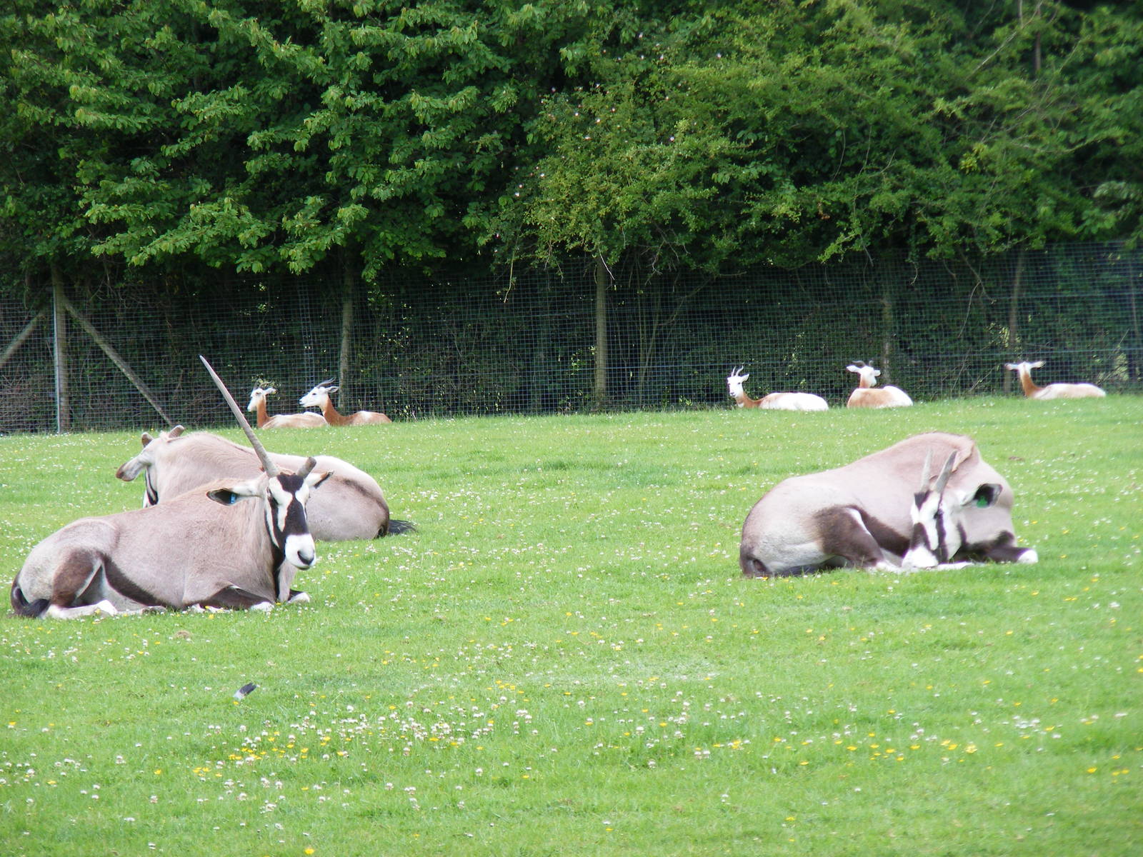 Gemsboks mixed with dama gazelles at Marwell Wildlife, 7 June 2009
