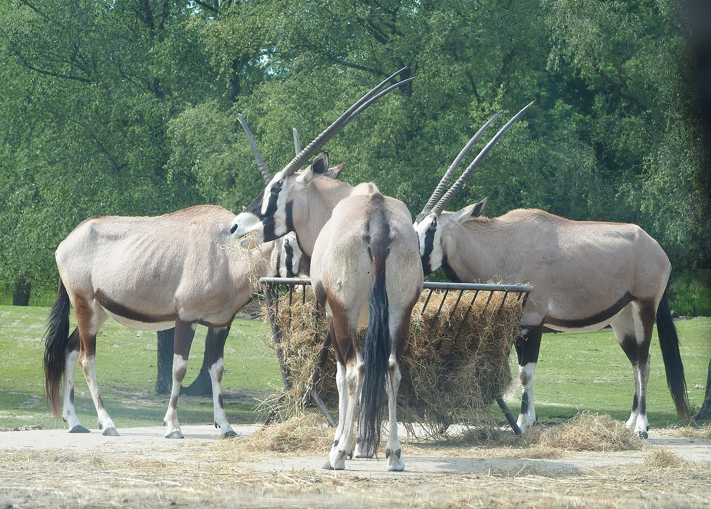 Gemsboks (Oryx gazella), 2022-06-12