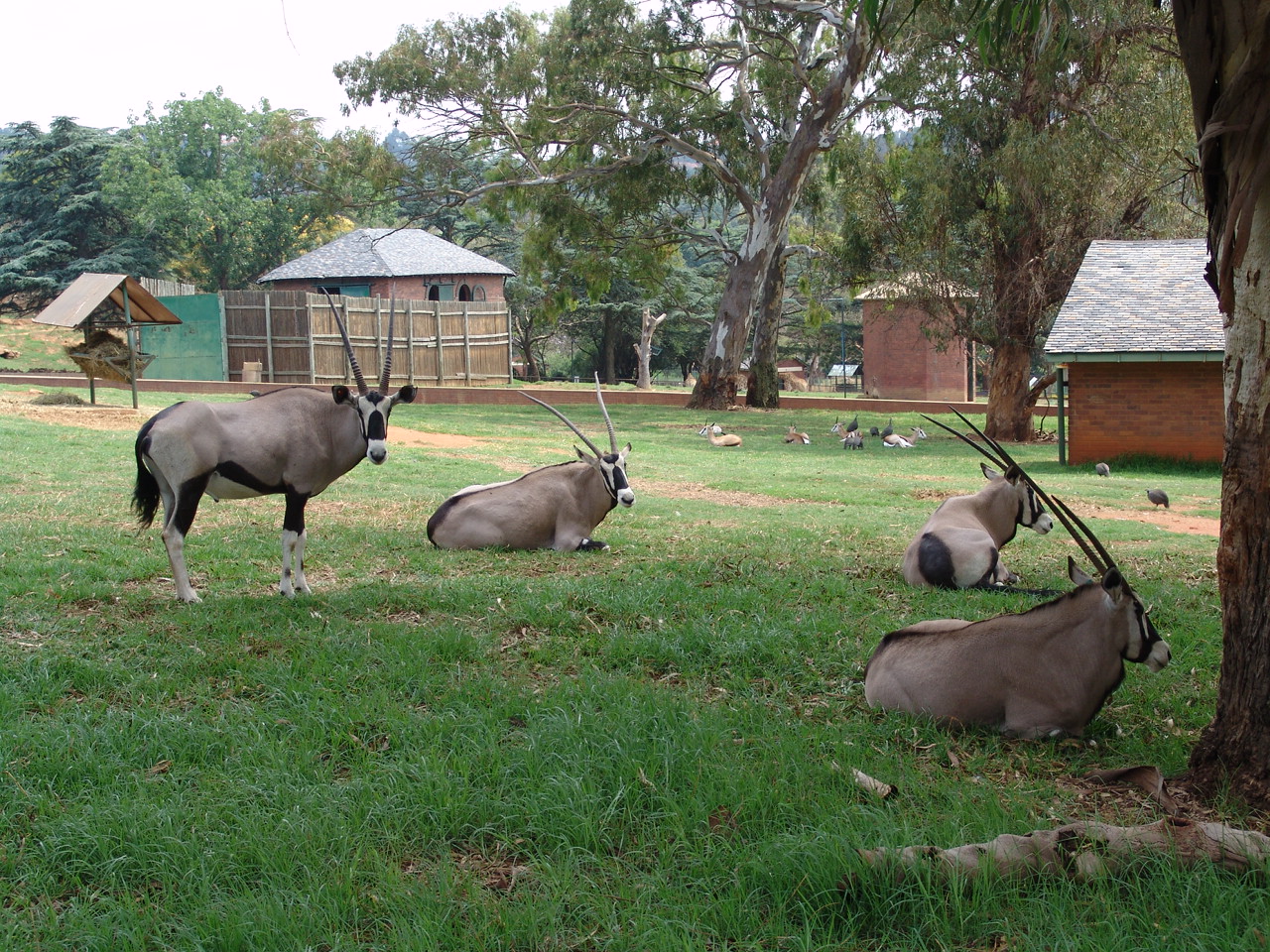 Gemsboks (Oryx gazella gazella) and Springboks (Antidorcas marsupialis)