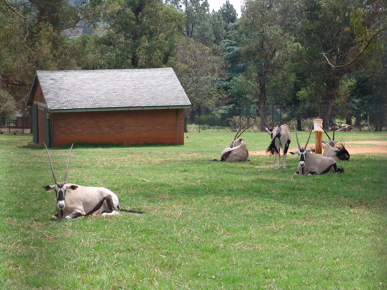Gemsbok's (Oryx gazella gazella) enclosure