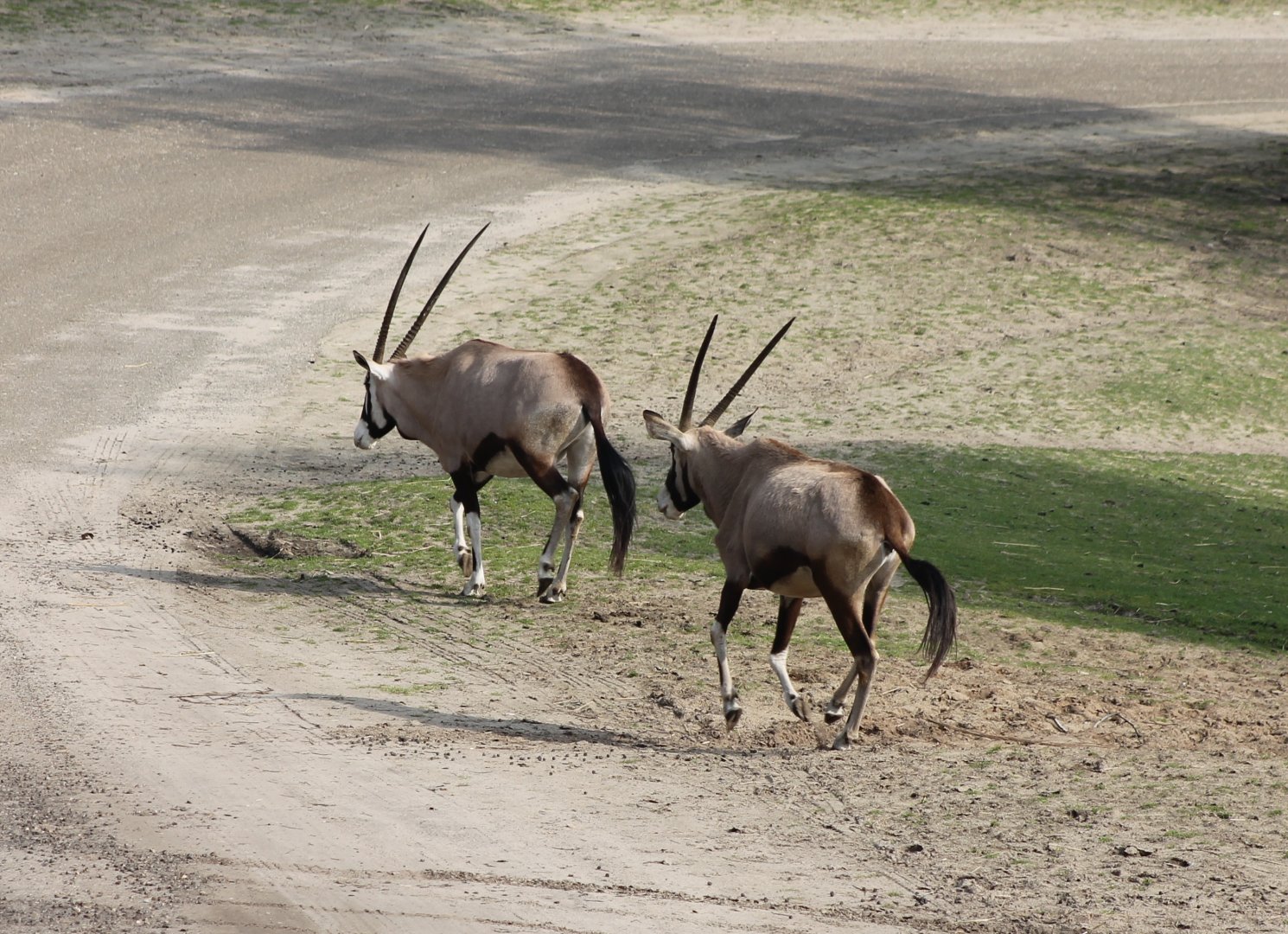 Gemsboks