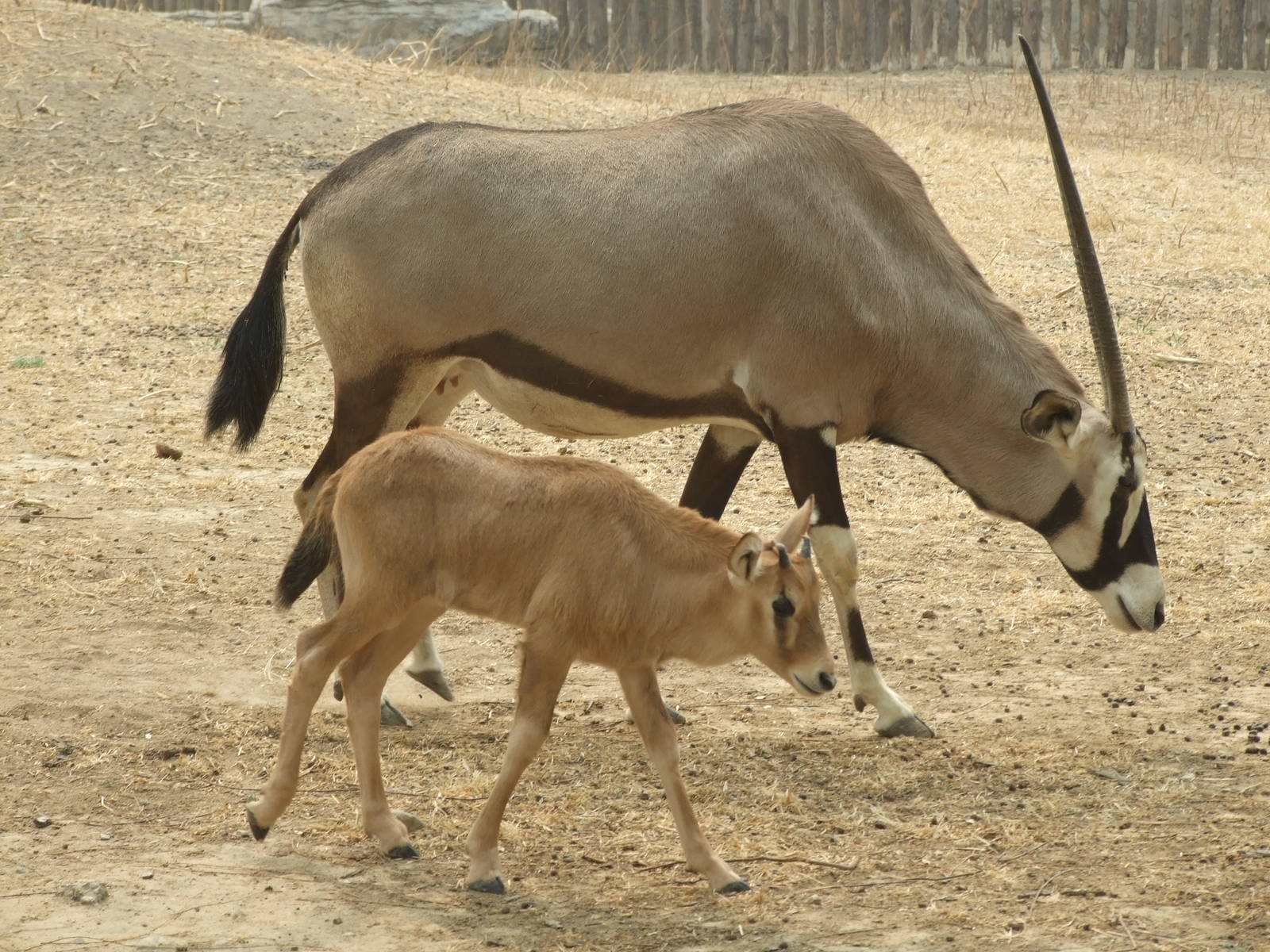 Gemsbuck (Oryx gazella)