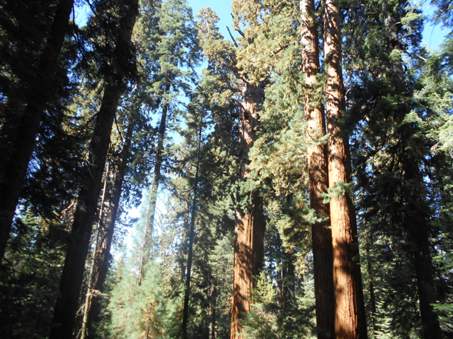 General Sherman Tree, world's largest tree (by volume)