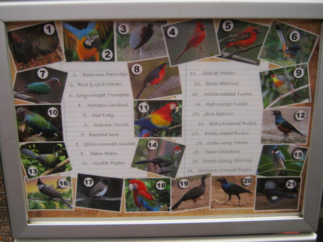 General sign tropical birds 2016