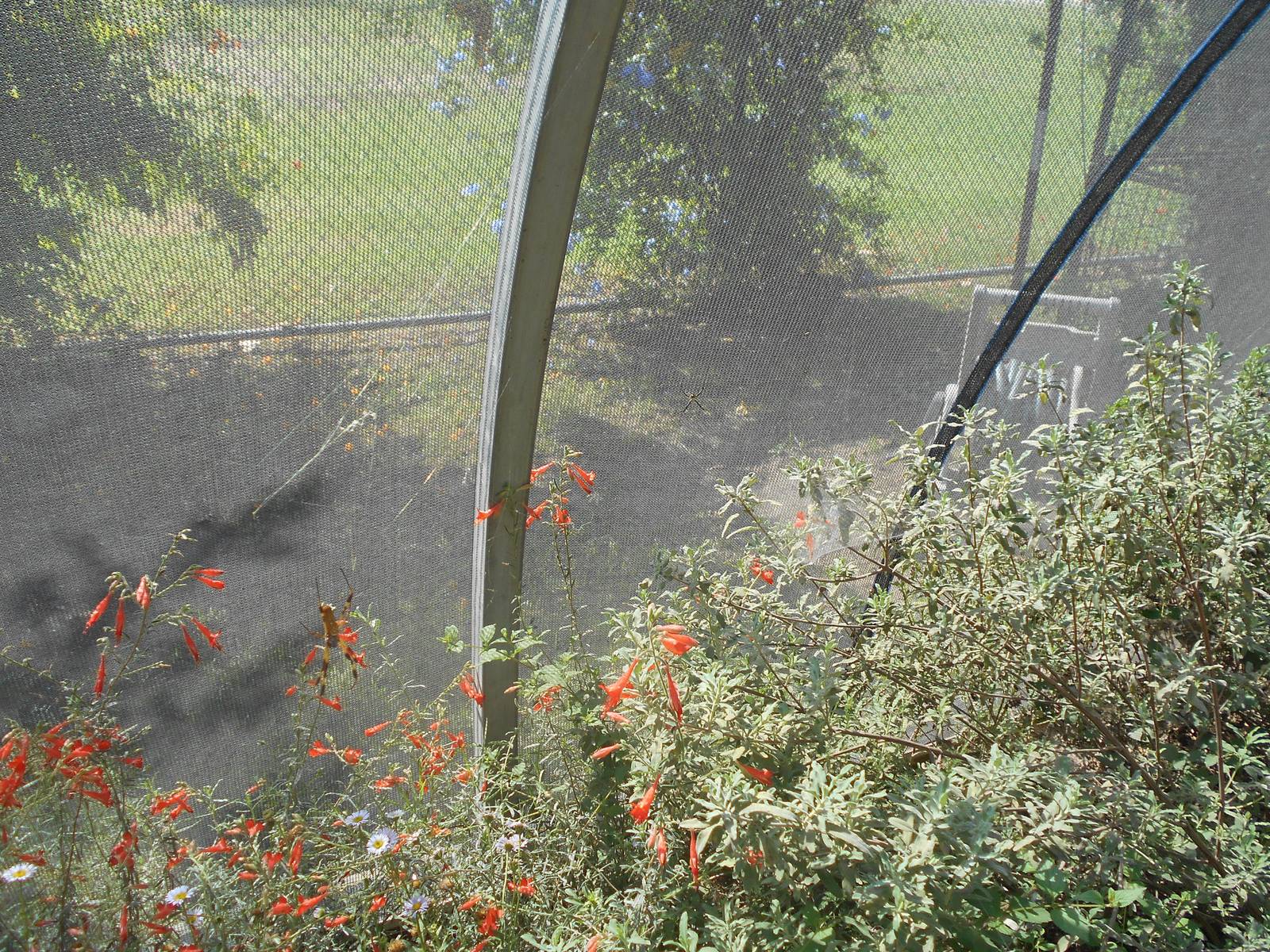 General spider pavilion set up