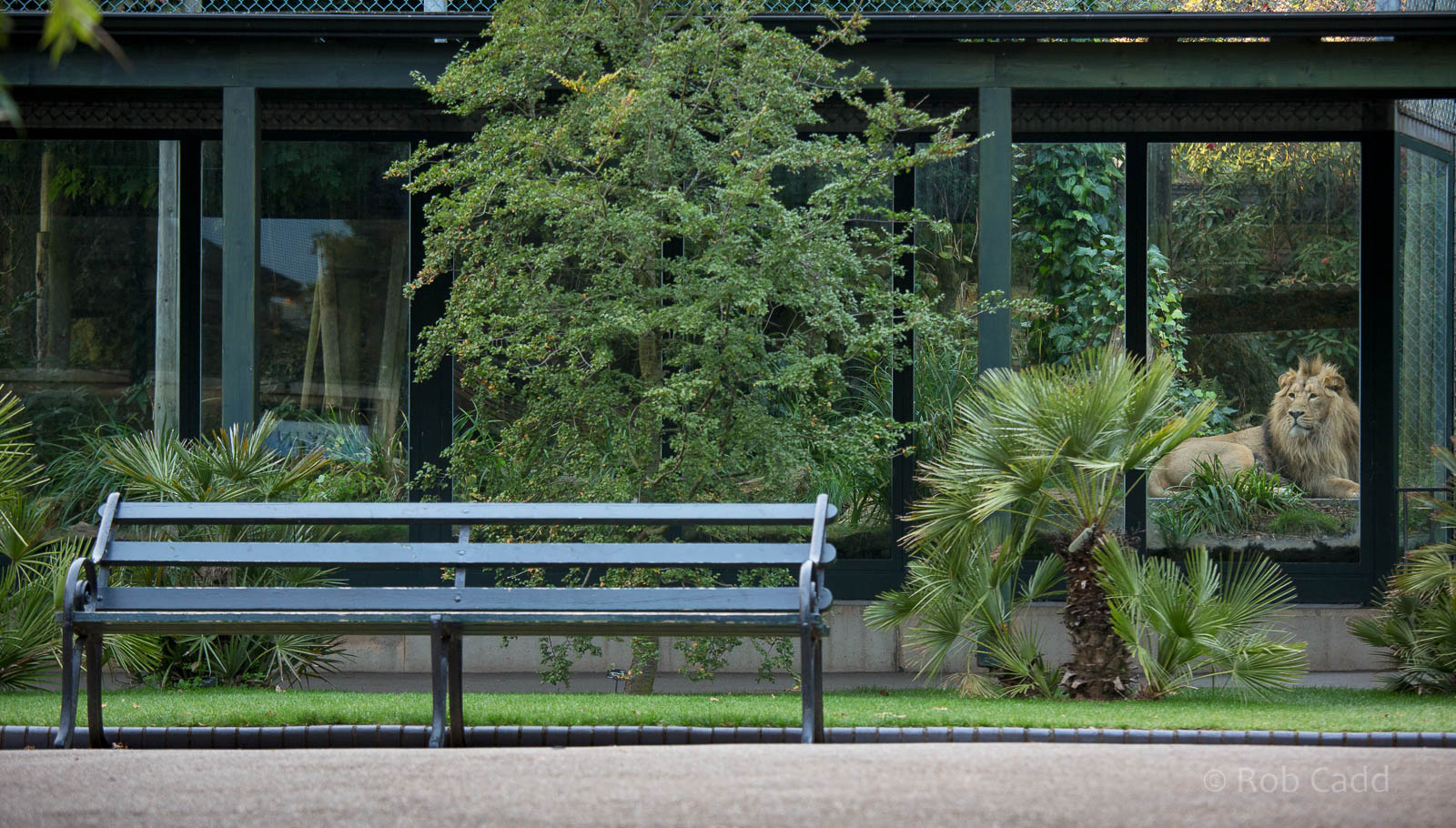 General view / Asiatic lion : Bristol : 19 Oct 2015