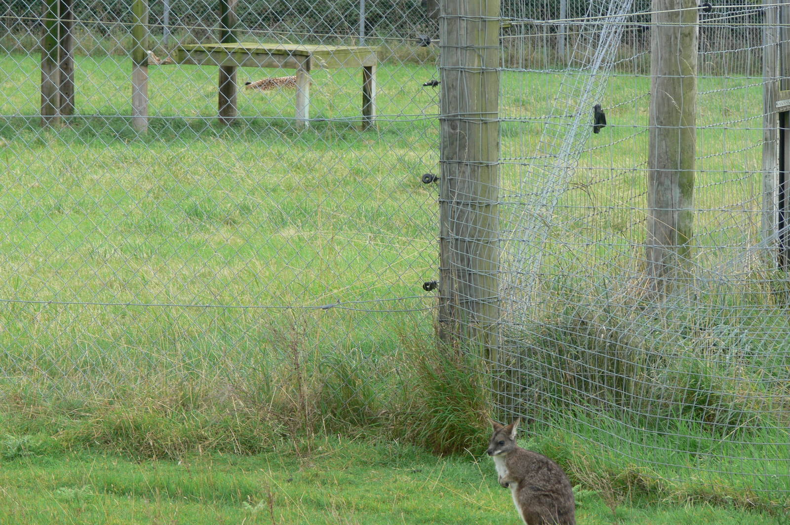 General View at Hamerton Zoo, 23/08/14