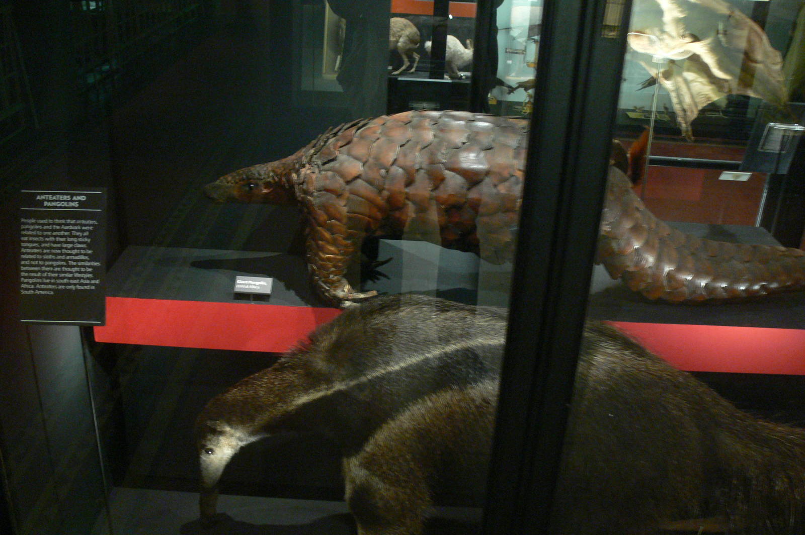 General View at Manchester Museum, 07/01/15