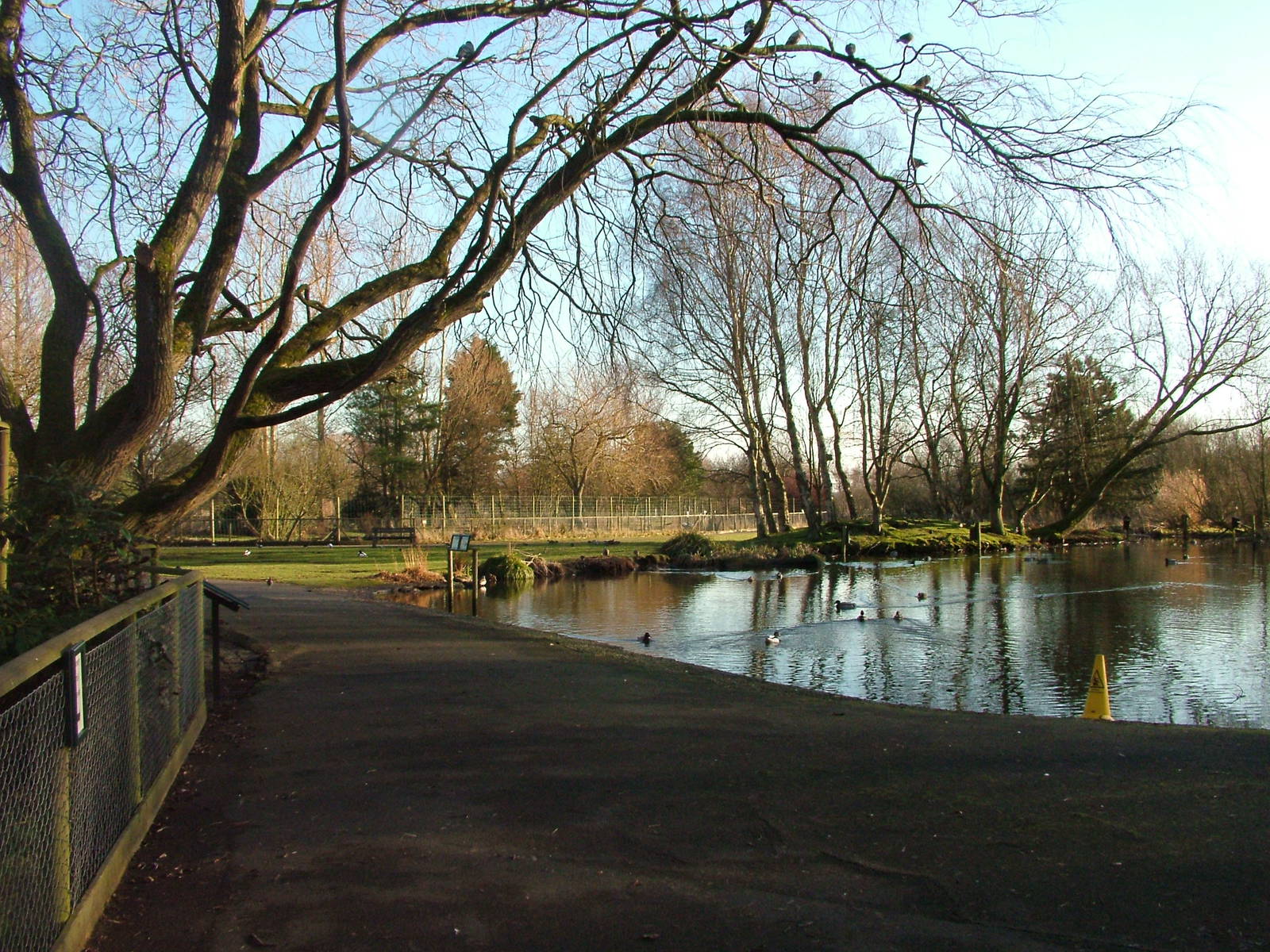 General View at Martin Mere, 28/01/11