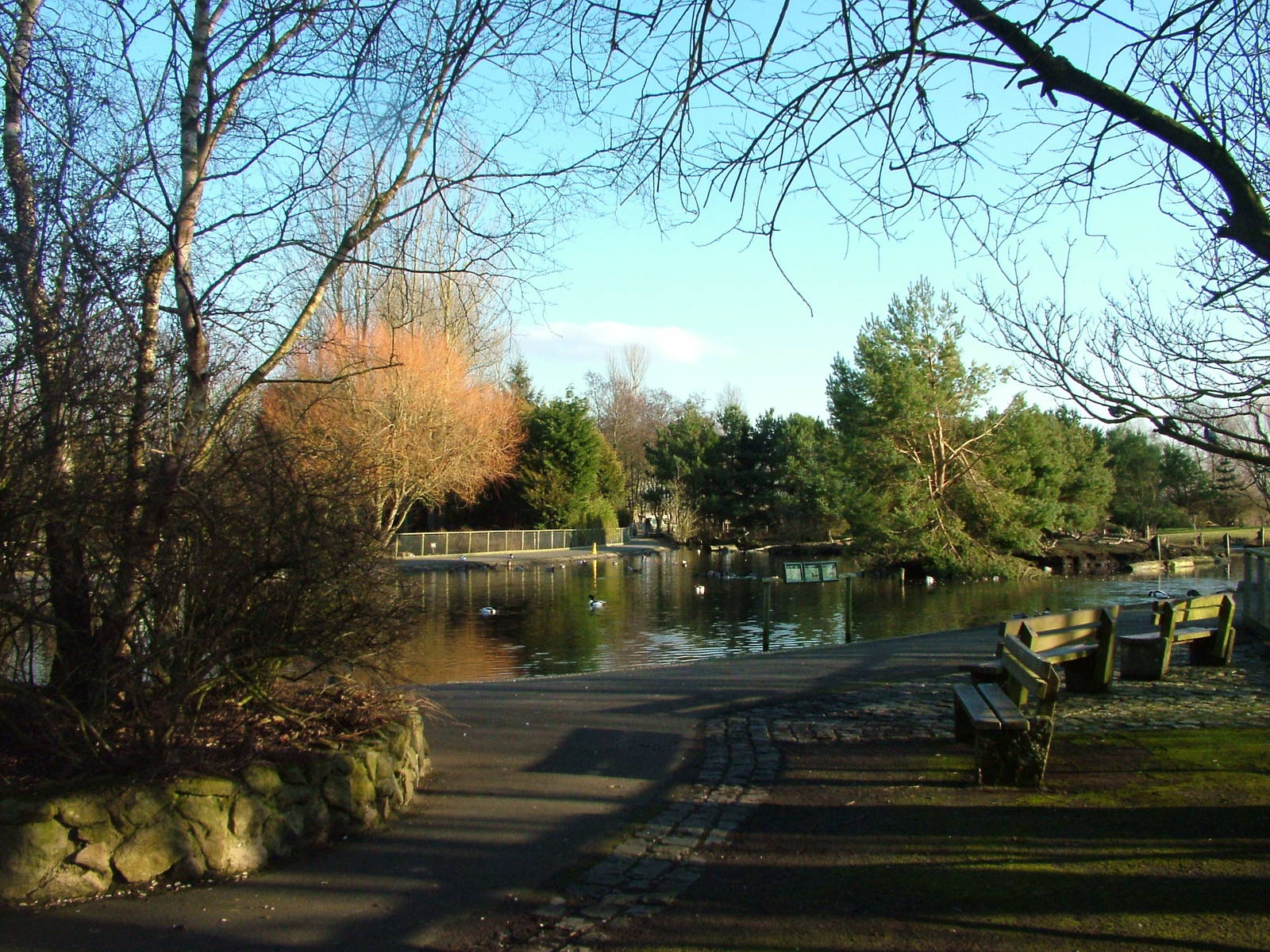General View at Martin Mere, 28/01/11