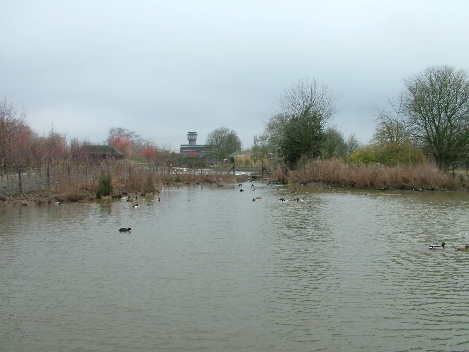 General view at Slimbridge 06/02/10