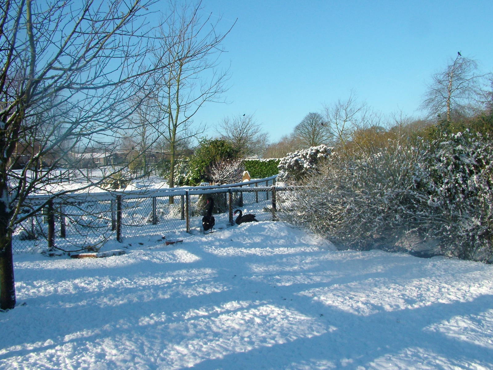 General view, Blackbrook in the Snow, 03/01/10