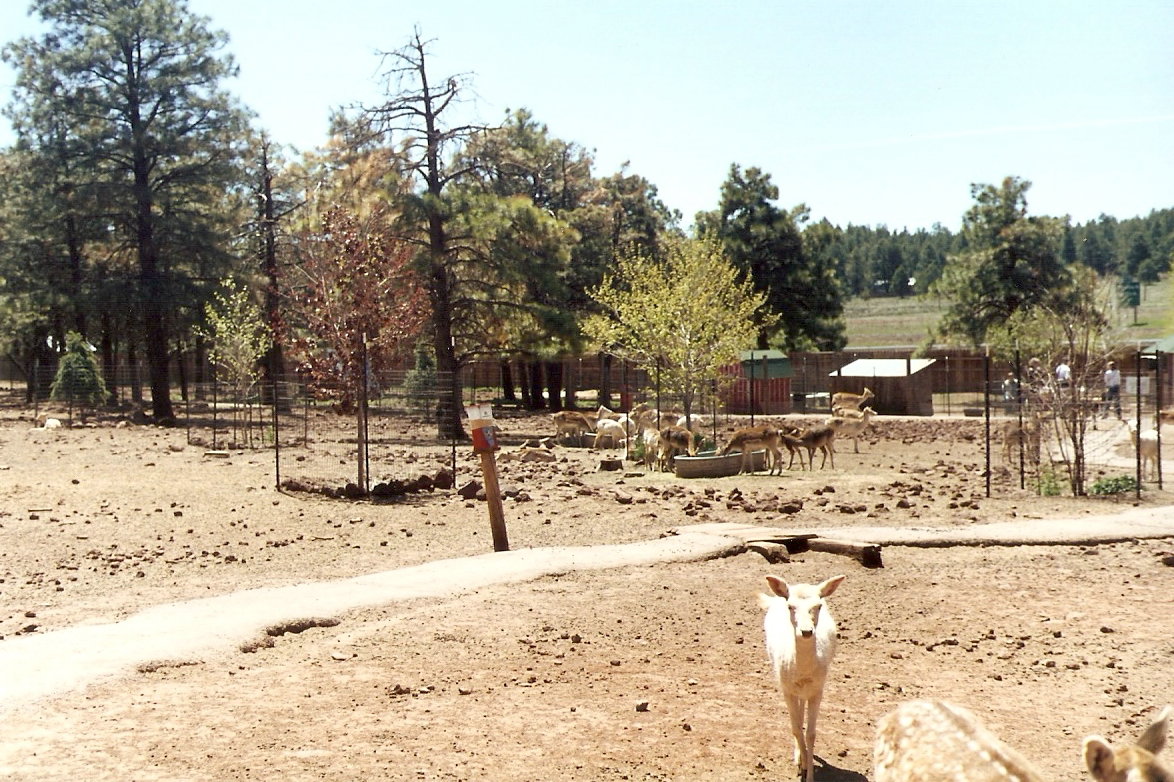 General view - Grand Canyon Deer Farm 1998