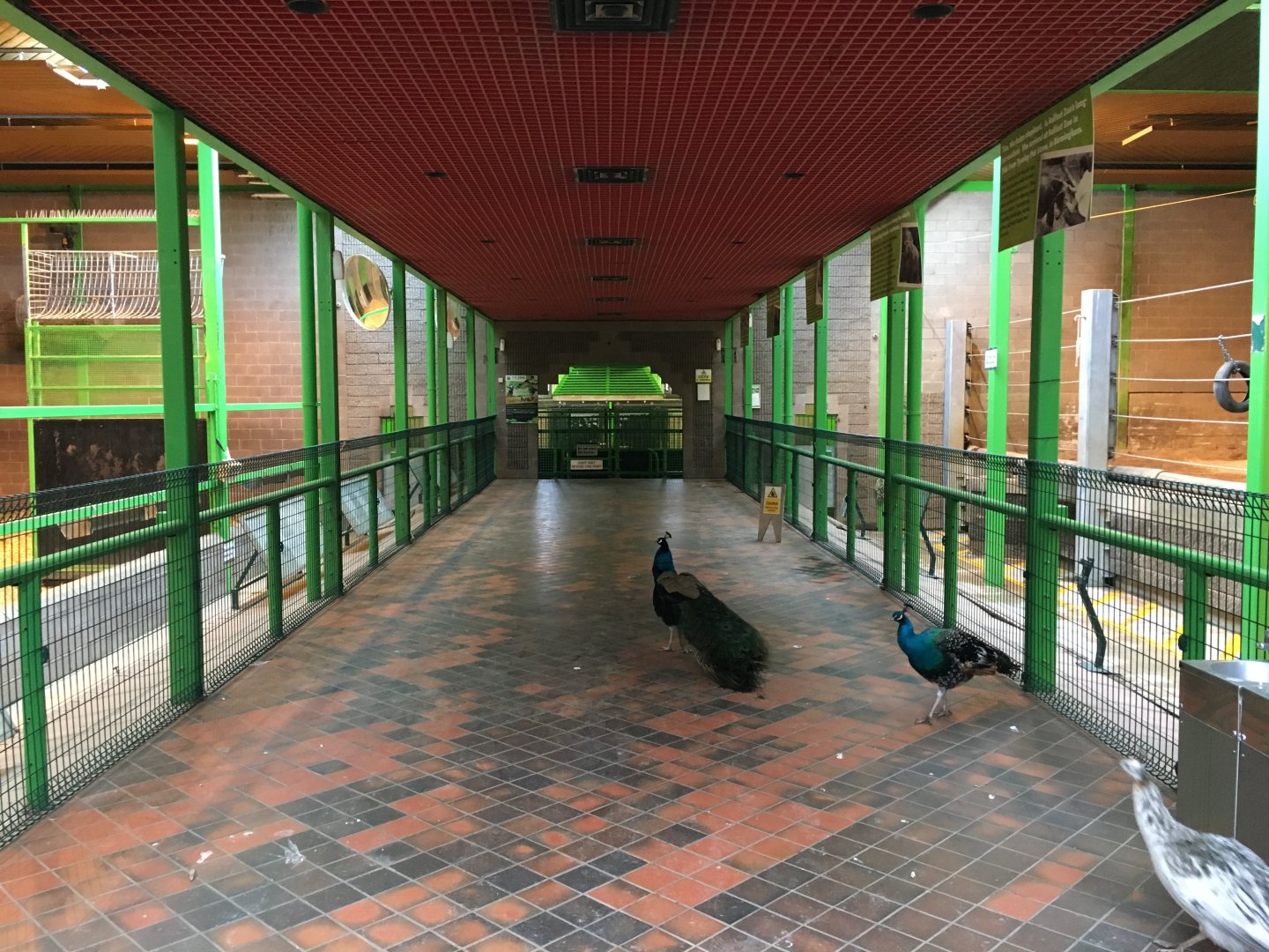 General view in the Elephant and Giraffe House