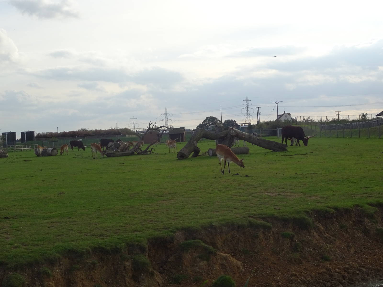 General View of African Plains at Yorkshire Wildlife Park