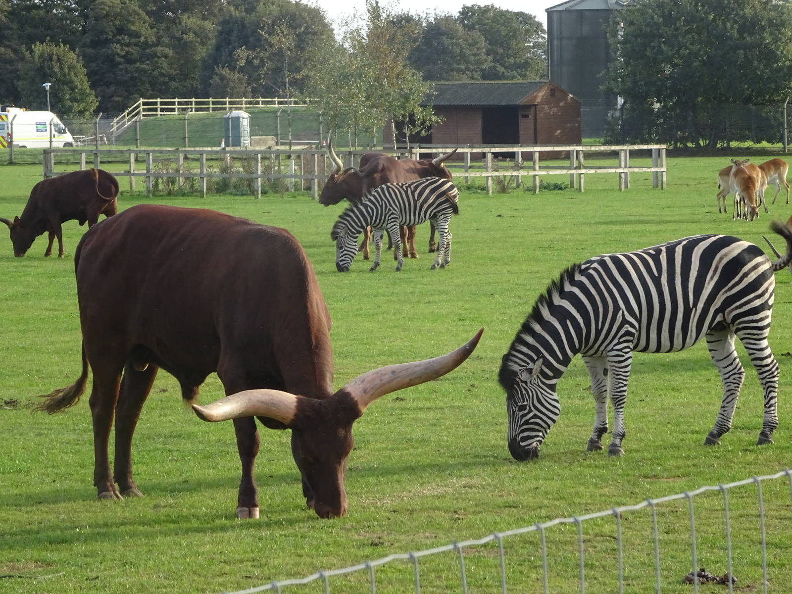 General View of African Plains at Yorkshire Wildlife Park