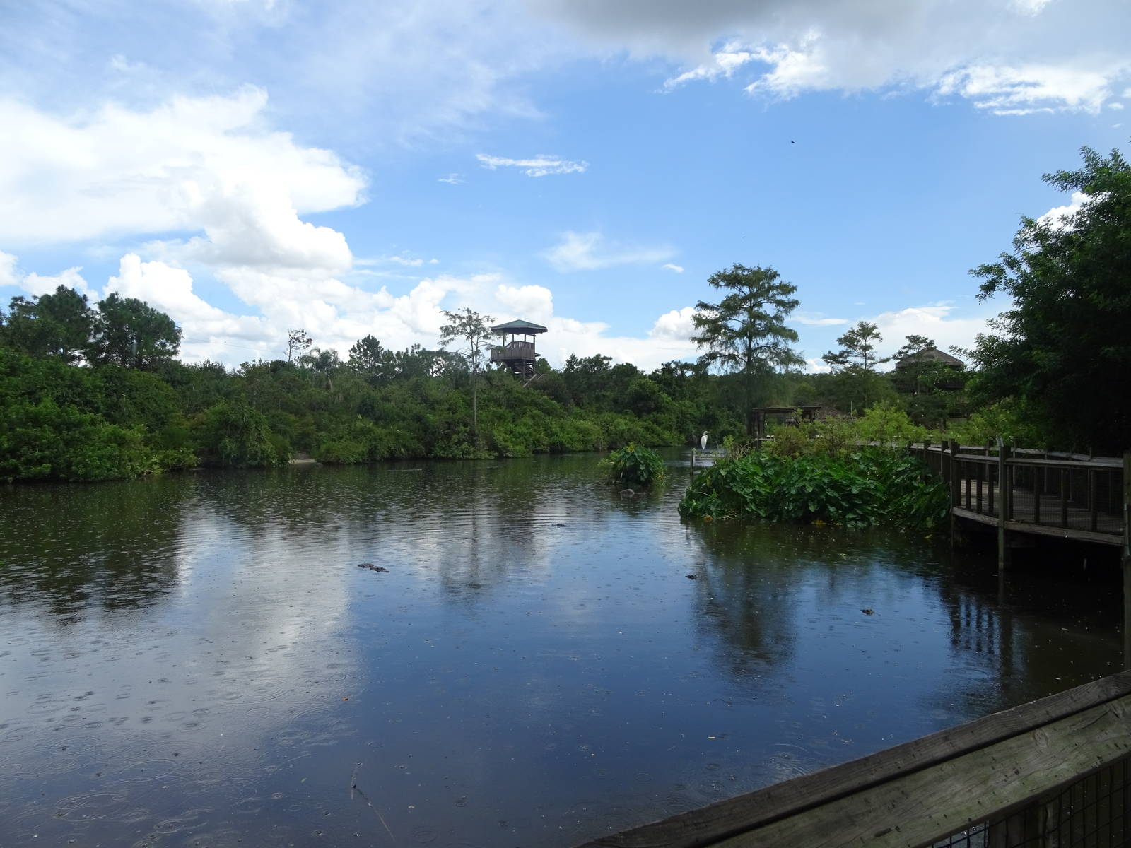 General View of Breeding Marsh at Gatorland
