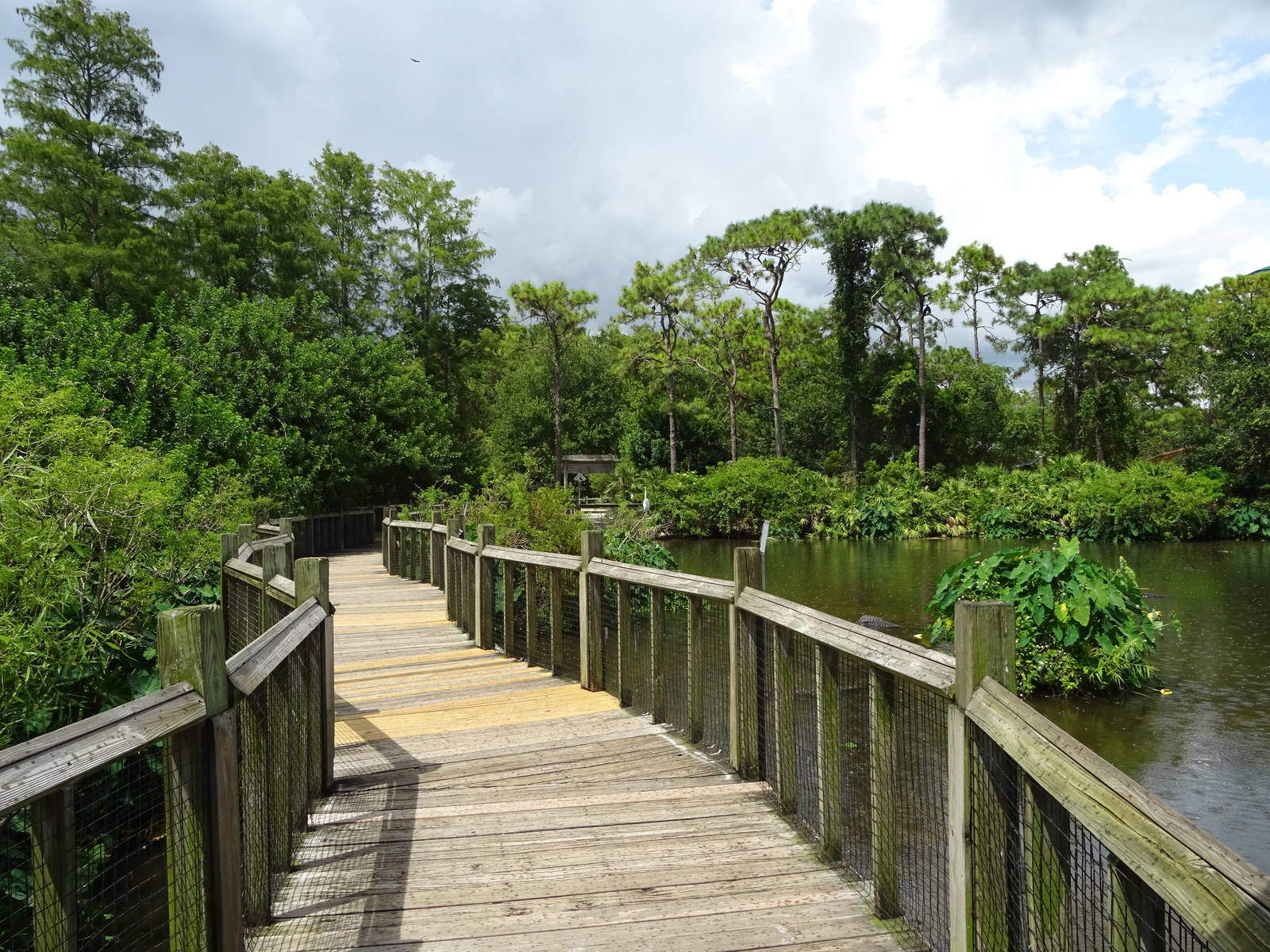 General View of Breeding Marsh at Gatorland