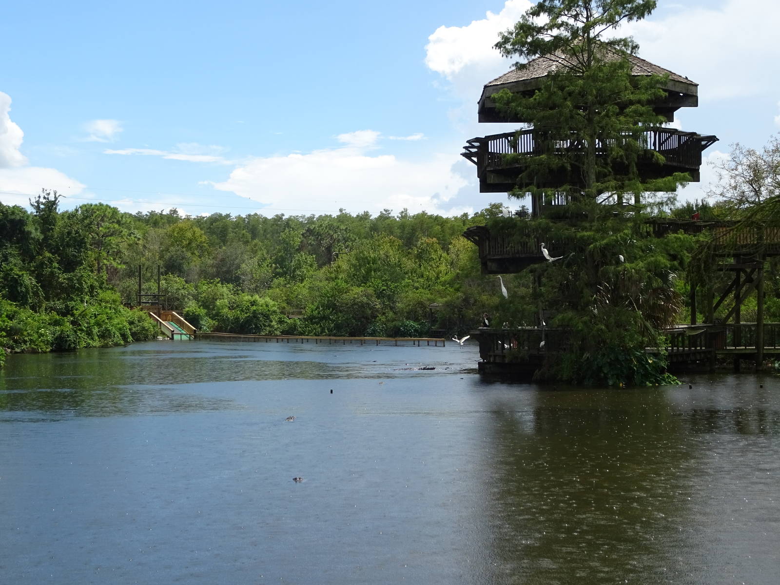 General View of Breeding Marsh at Gatorland