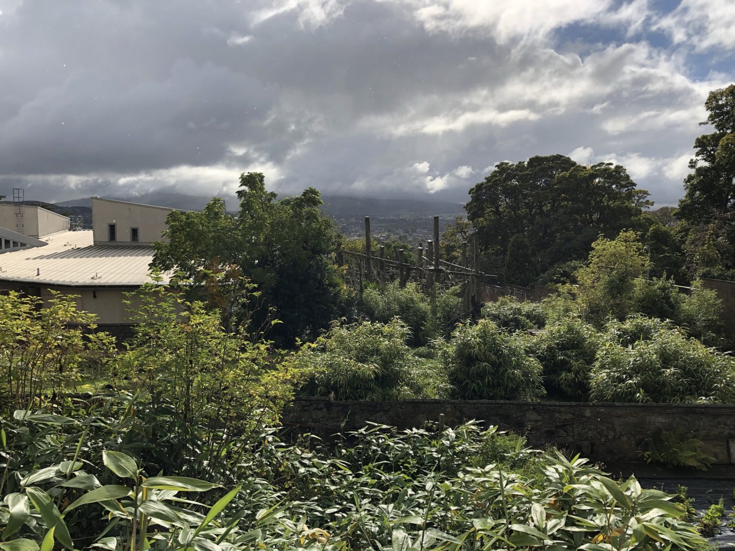 General View of Budongo Trail / Chimpanzee Enclosure at Edinburgh Zoo (2020)