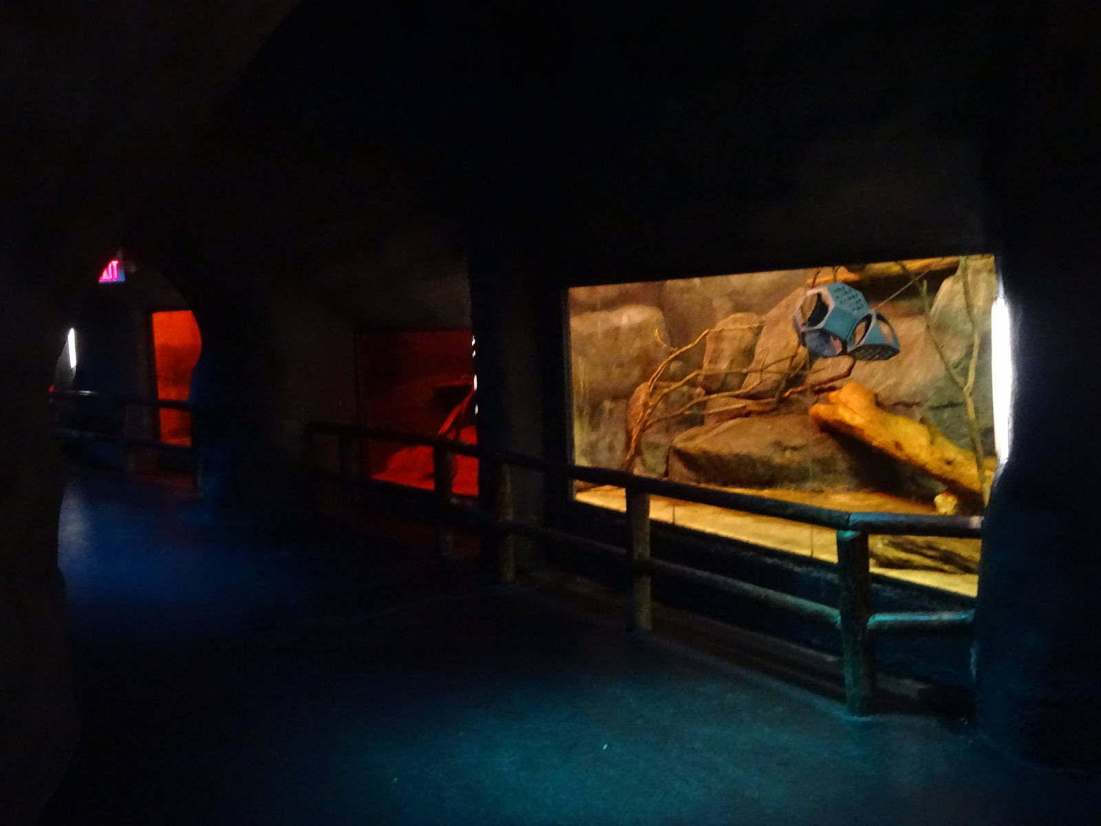 General View of Curiosity Caverns at Busch Gardens Tampa