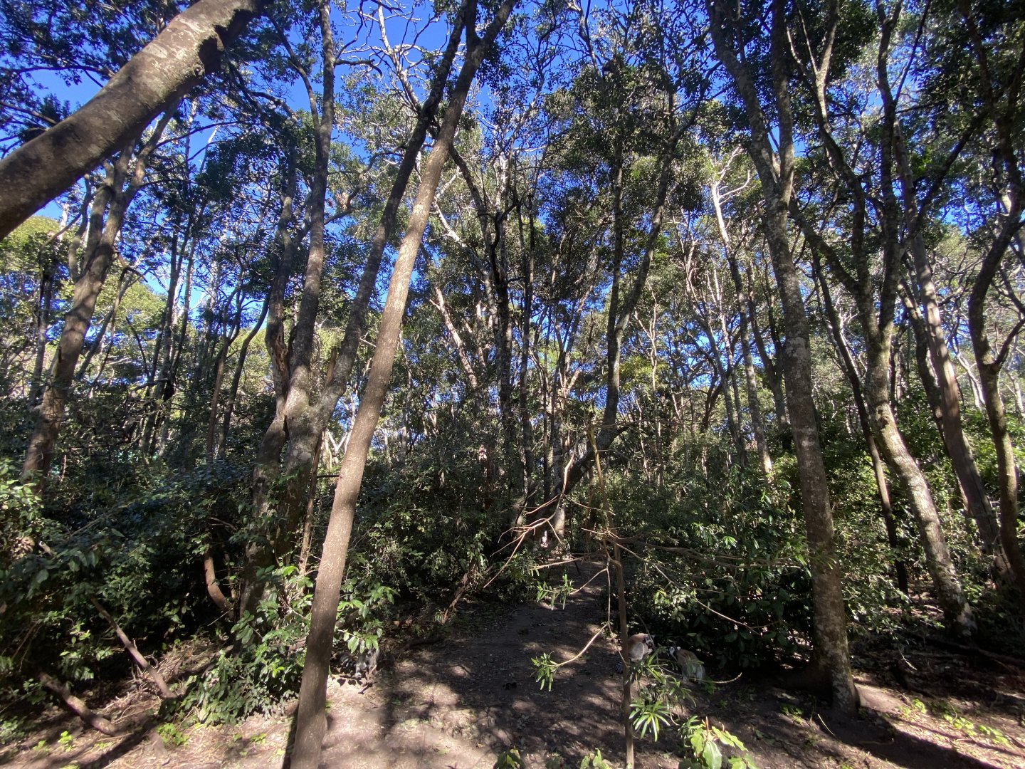 General view of forest