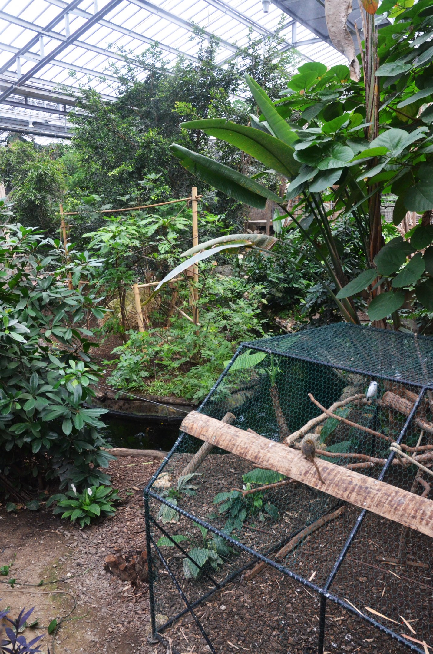 General View of Greenhouse at Biotropica, 16/06/18