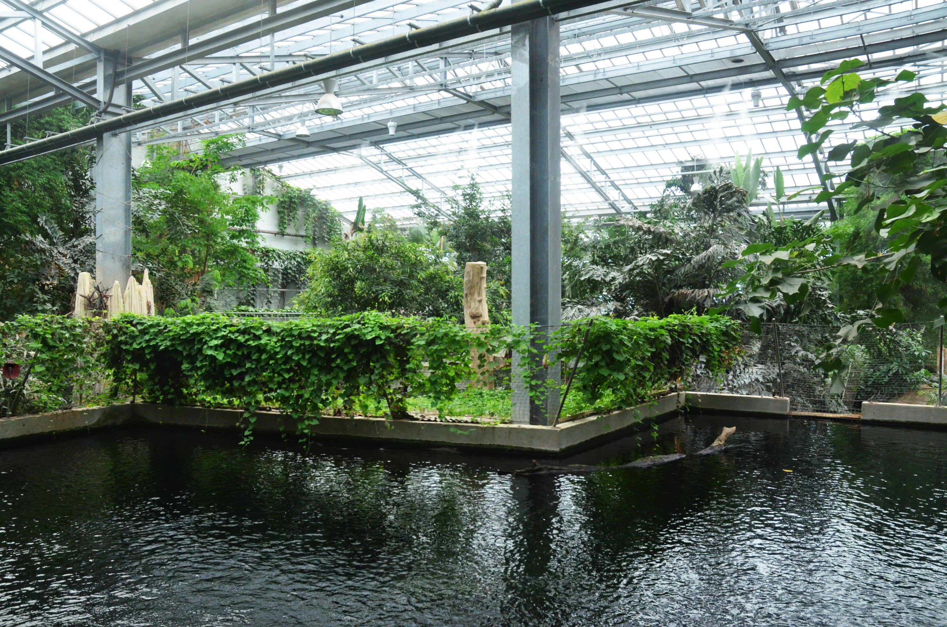 General View of Greenhouse over the Freshwater Aquarium at Biotropica, 16/06/18