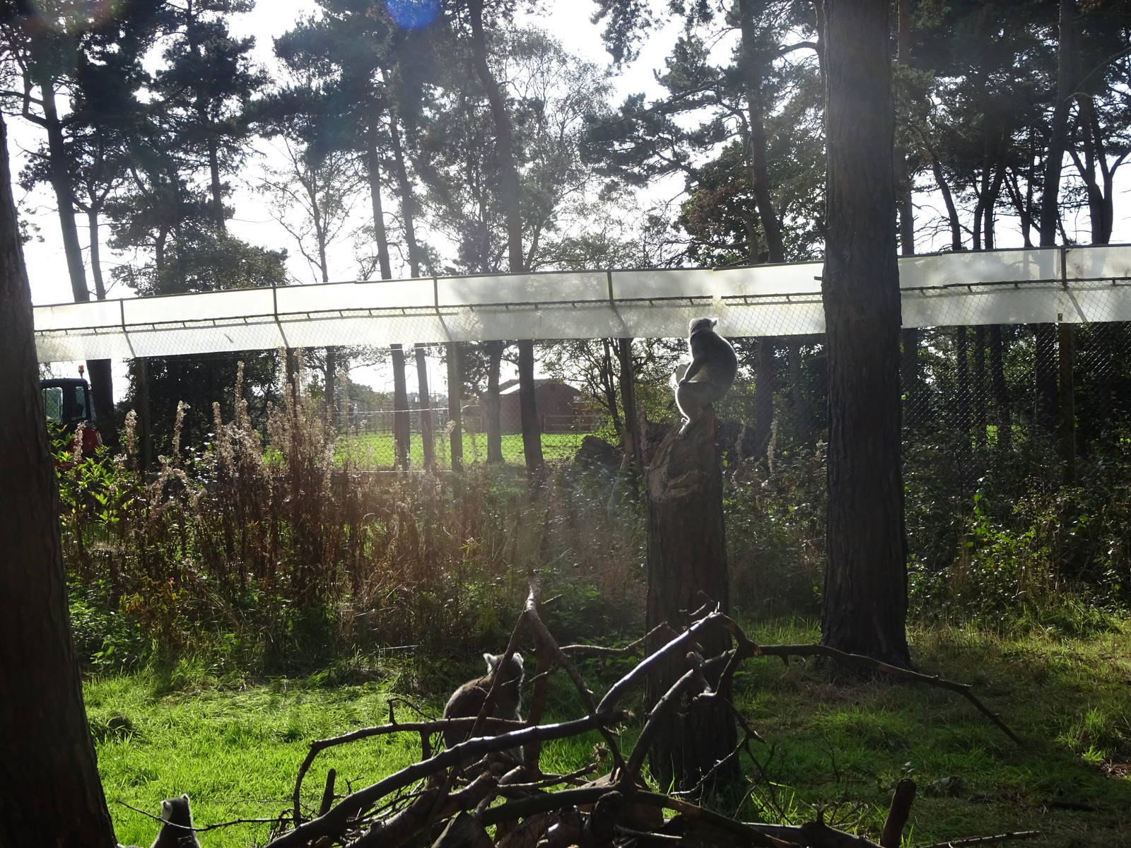 General View of Lemur Woods at Yorkshire Wildlife Park