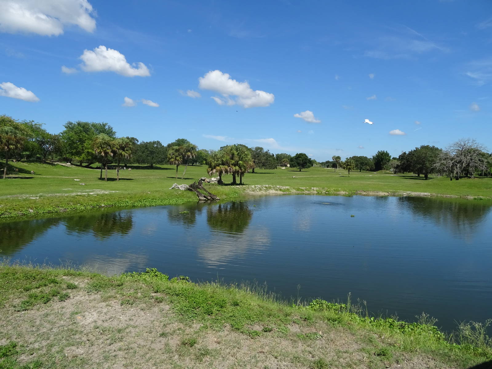 General View of Serengeti Plain at Busch Gardens Tampa