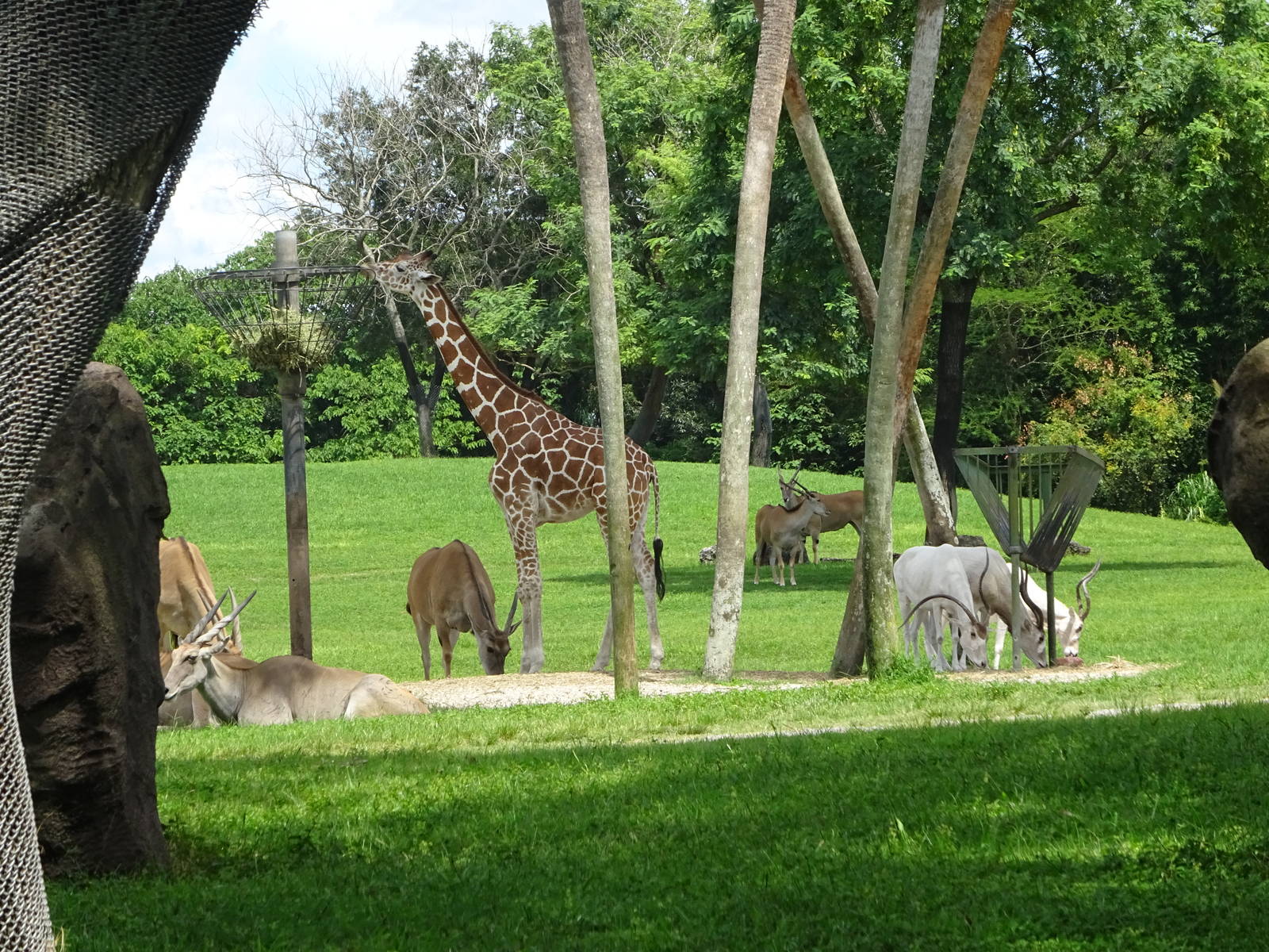 General View of Serengeti Plain at Busch Gardens Tampa