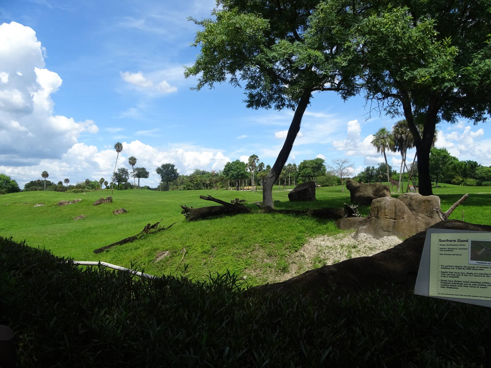 General View of Serengeti Plain at Busch Gardens Tampa