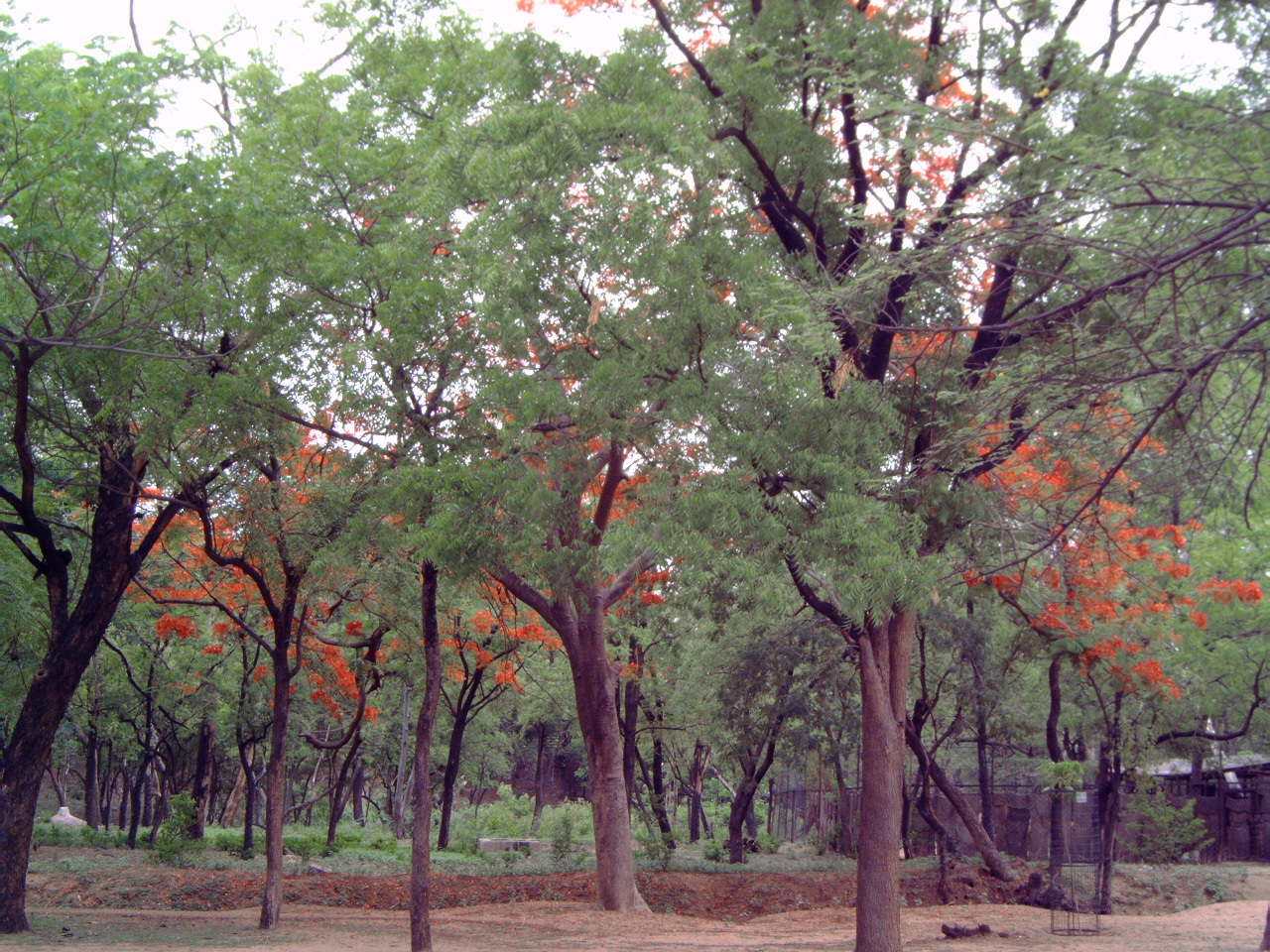 General view of the blooming trees