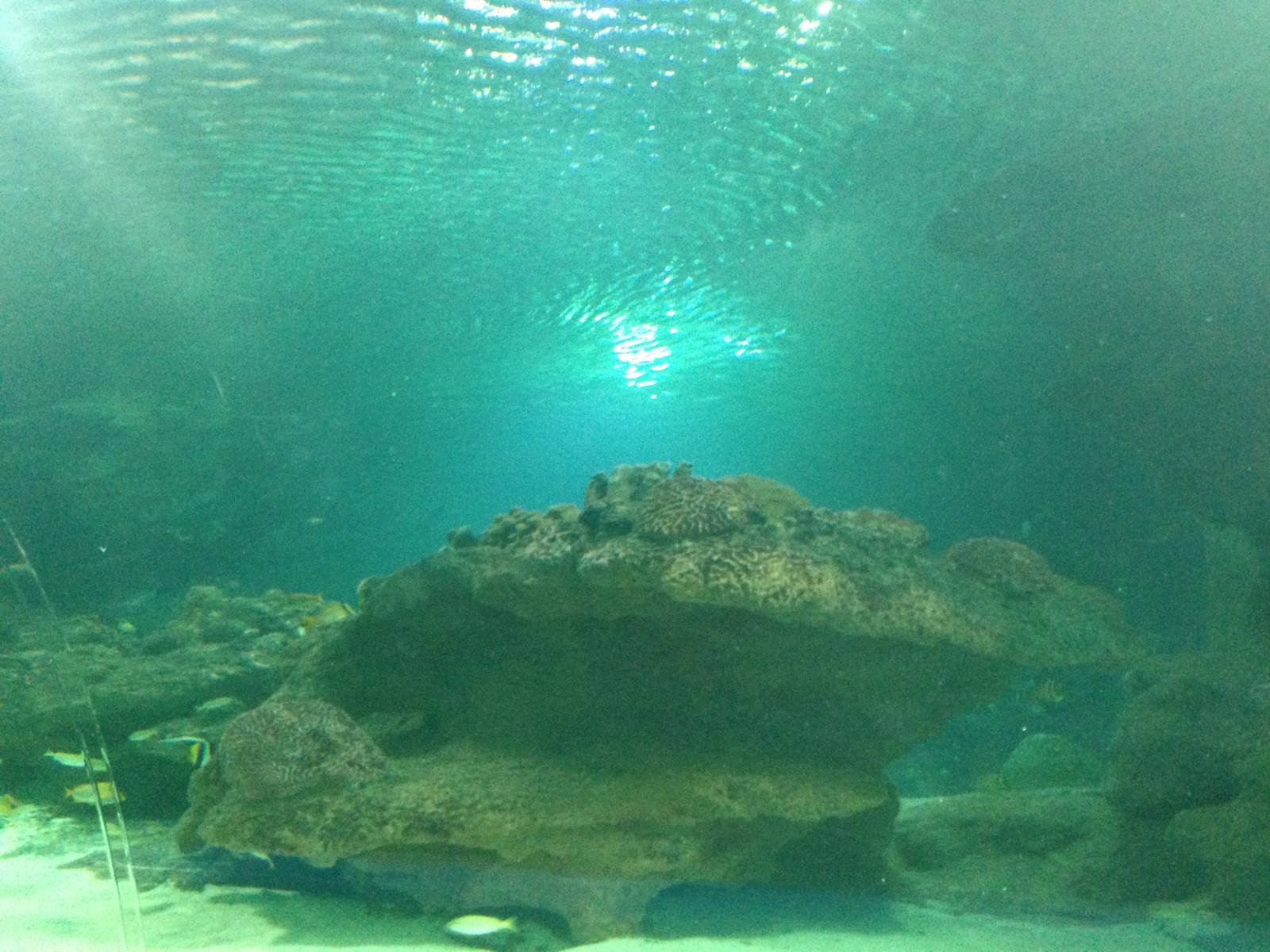 General View of the Caribbean Reef Exhibit at Blue Planet Aquarium - 05/10/