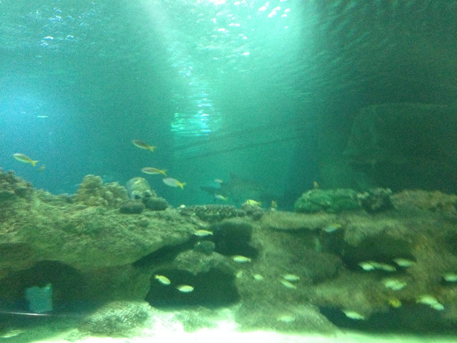 General View of the Caribbean Reef Exhibit at Blue Planet Aquarium - 05/10/