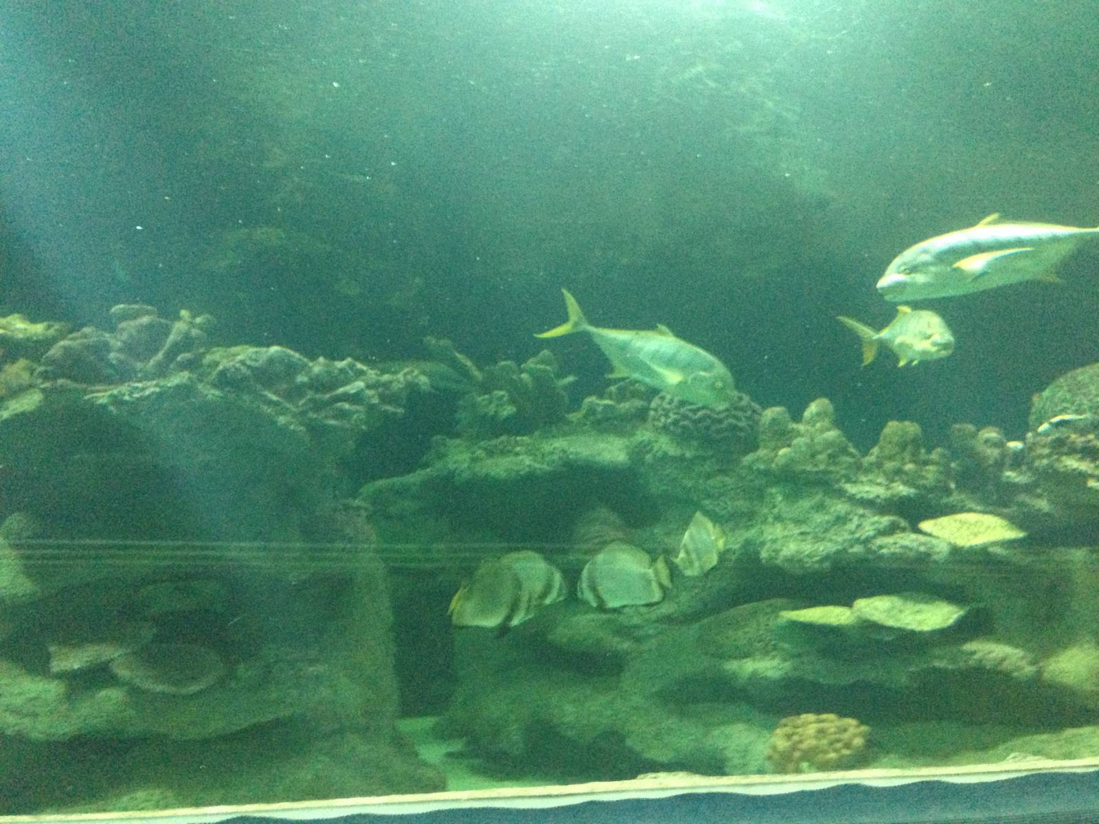 General View of the Caribbean Reef Exhibit at Blue Planet Aquarium - 05/10/