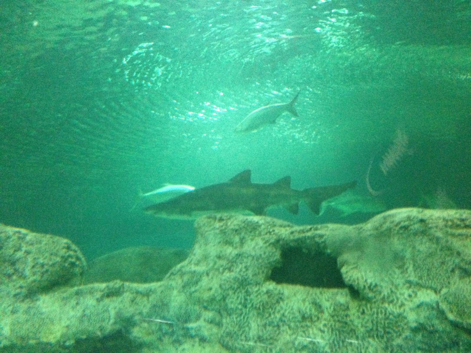 General View of the Caribbean Reef Exhibit at Blue Planet Aquarium - 05/10/