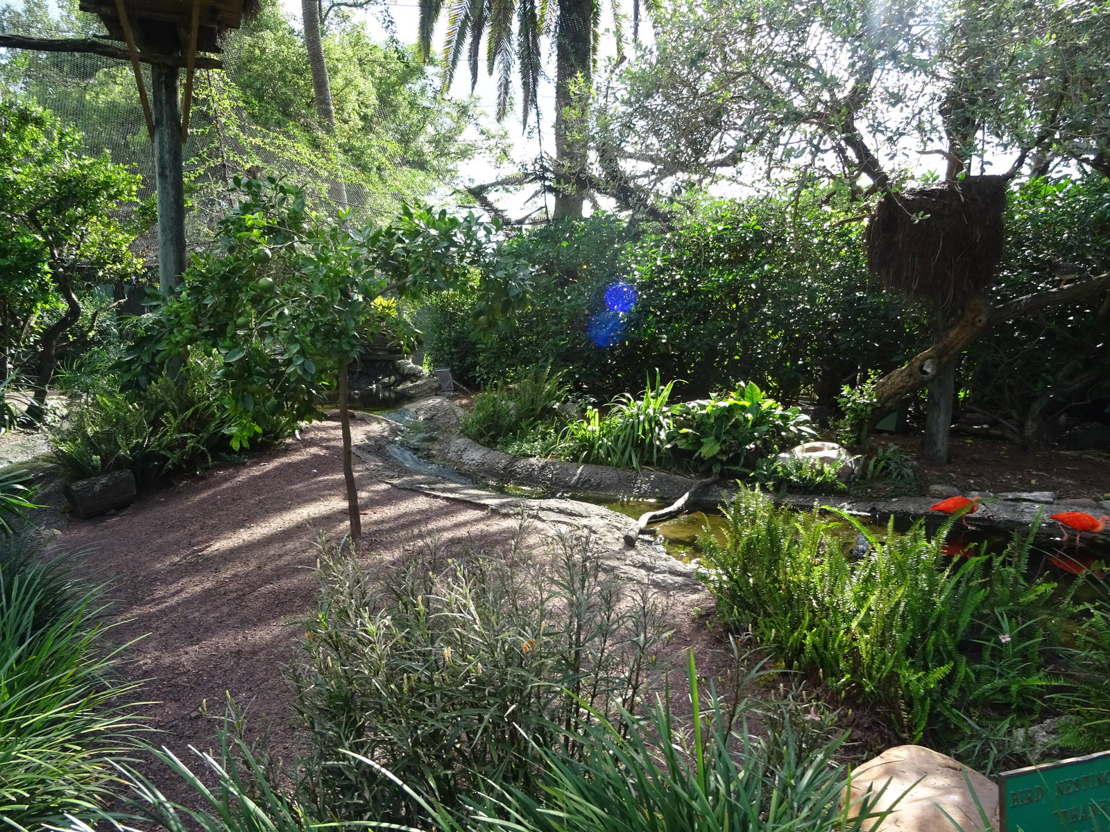 General View of the Kookaburra's Nest Walkthrough Aviary at Busch Gardens T