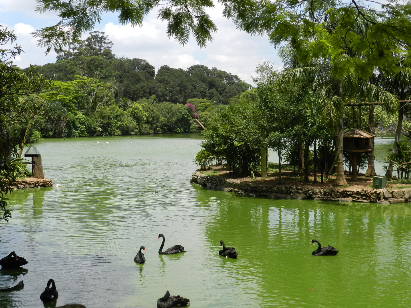 General view of the main lake - Zoo São Paulo