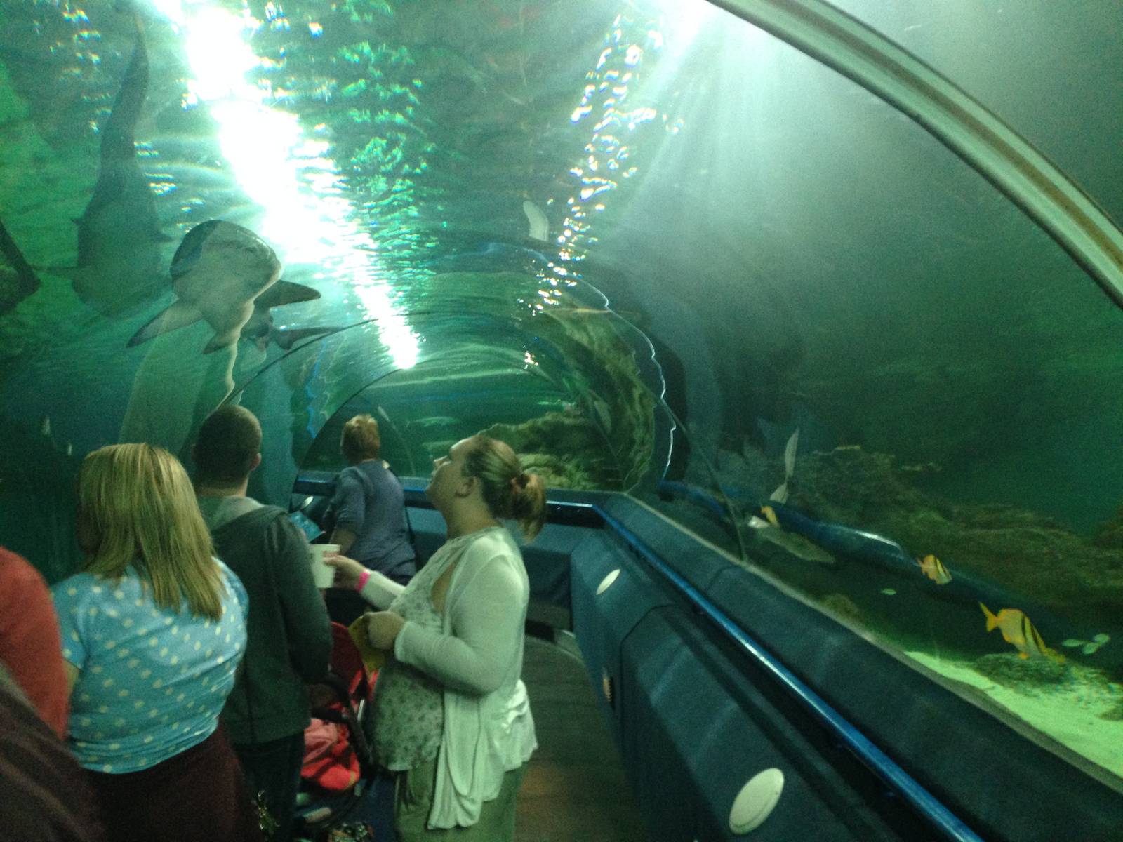 General View of the Underwater Aquatunnel at Blue Planet Aquarium - 05/10/2
