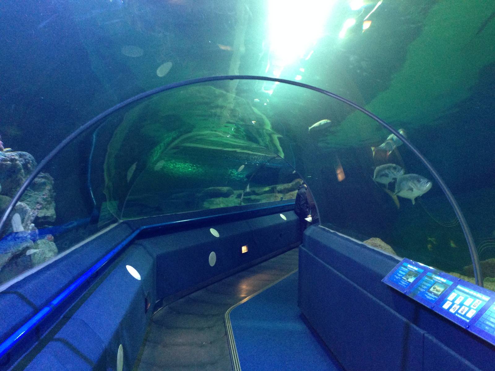General View of the Underwater Aquatunnel at Blue Planet Aquarium - 05/10/2