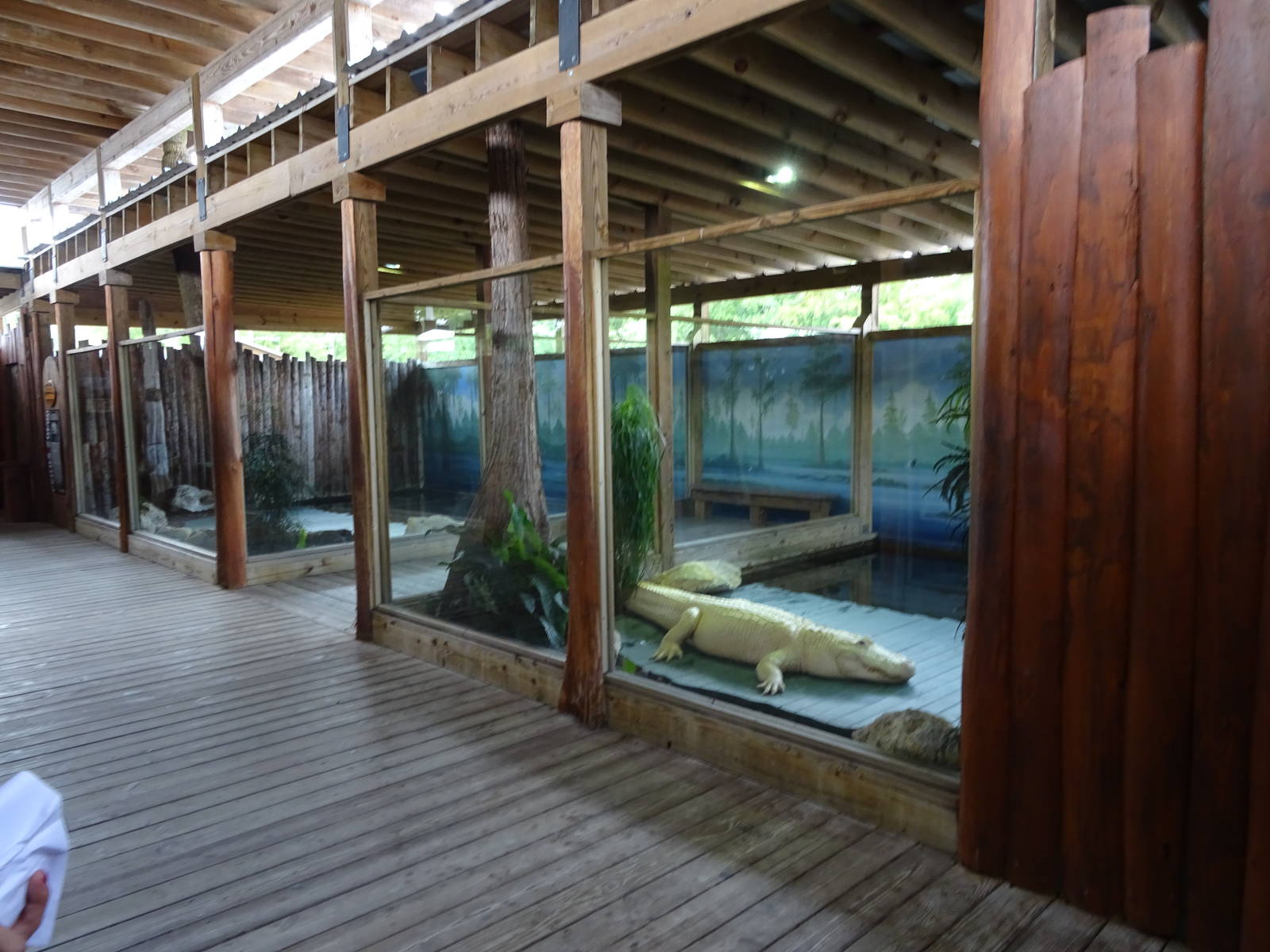 General View of White Gator Swamp at Gatorland