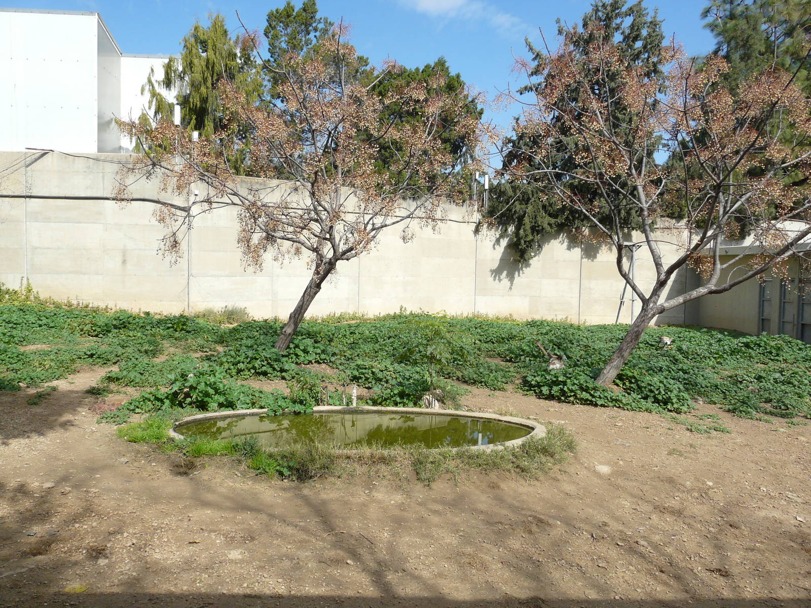 General view of wolves enclosure