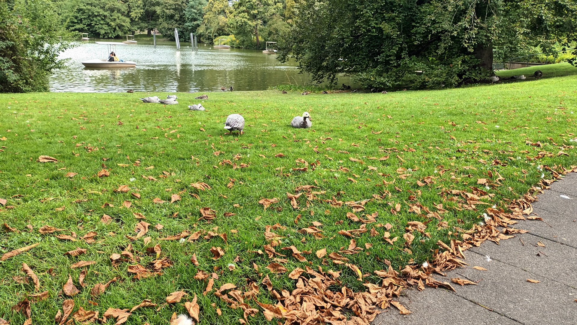 General View of Zoo Lake and freeroaming Emperor Geese