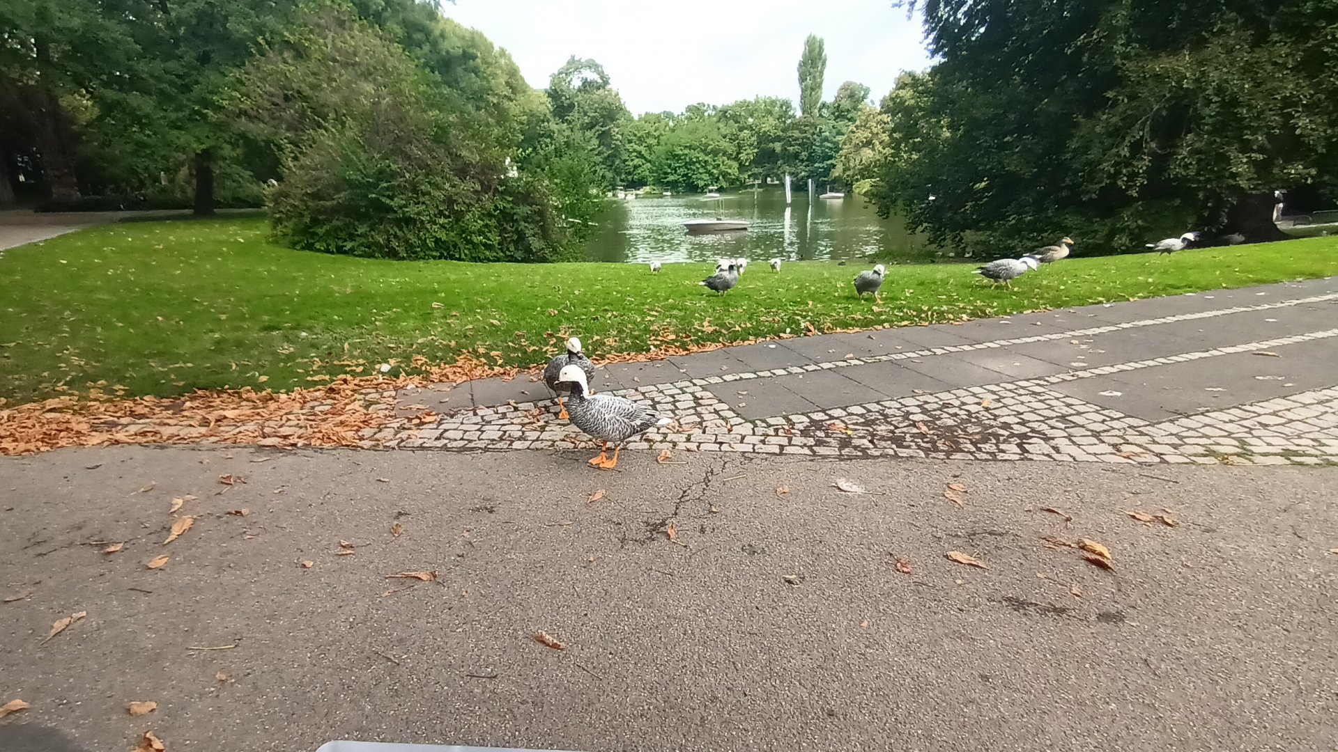 General View of Zoo Lake, Boat Ride and freeroaming Geese