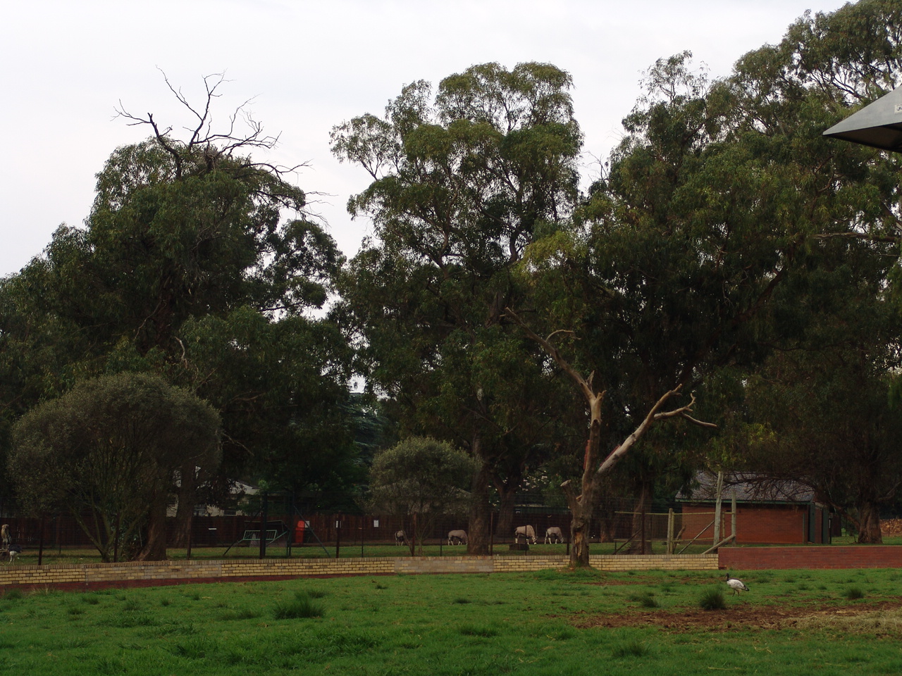 General view over one of the antelope's enclosures