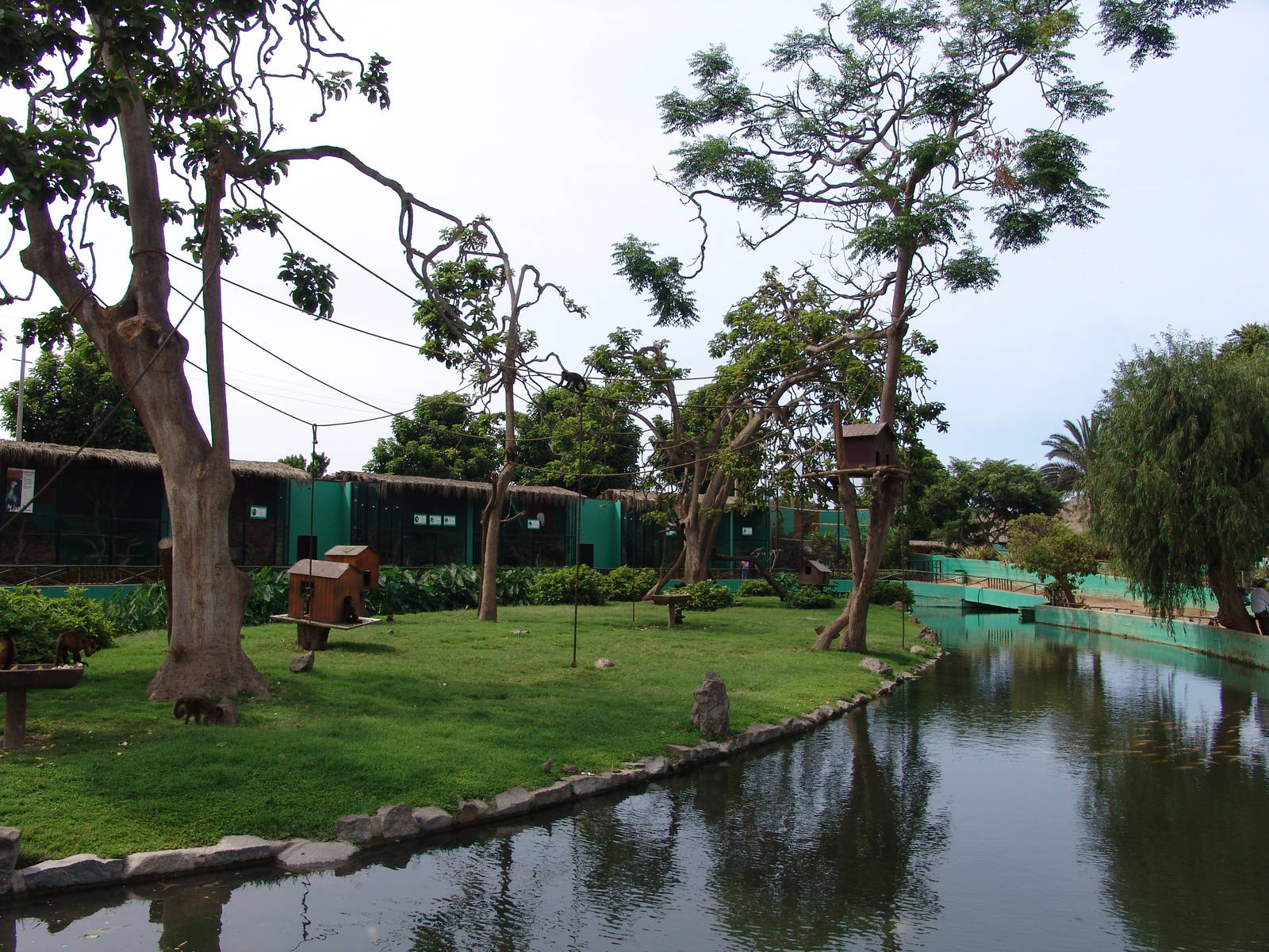 General view over the Tufted Capuchins' (Cebus apella) Island