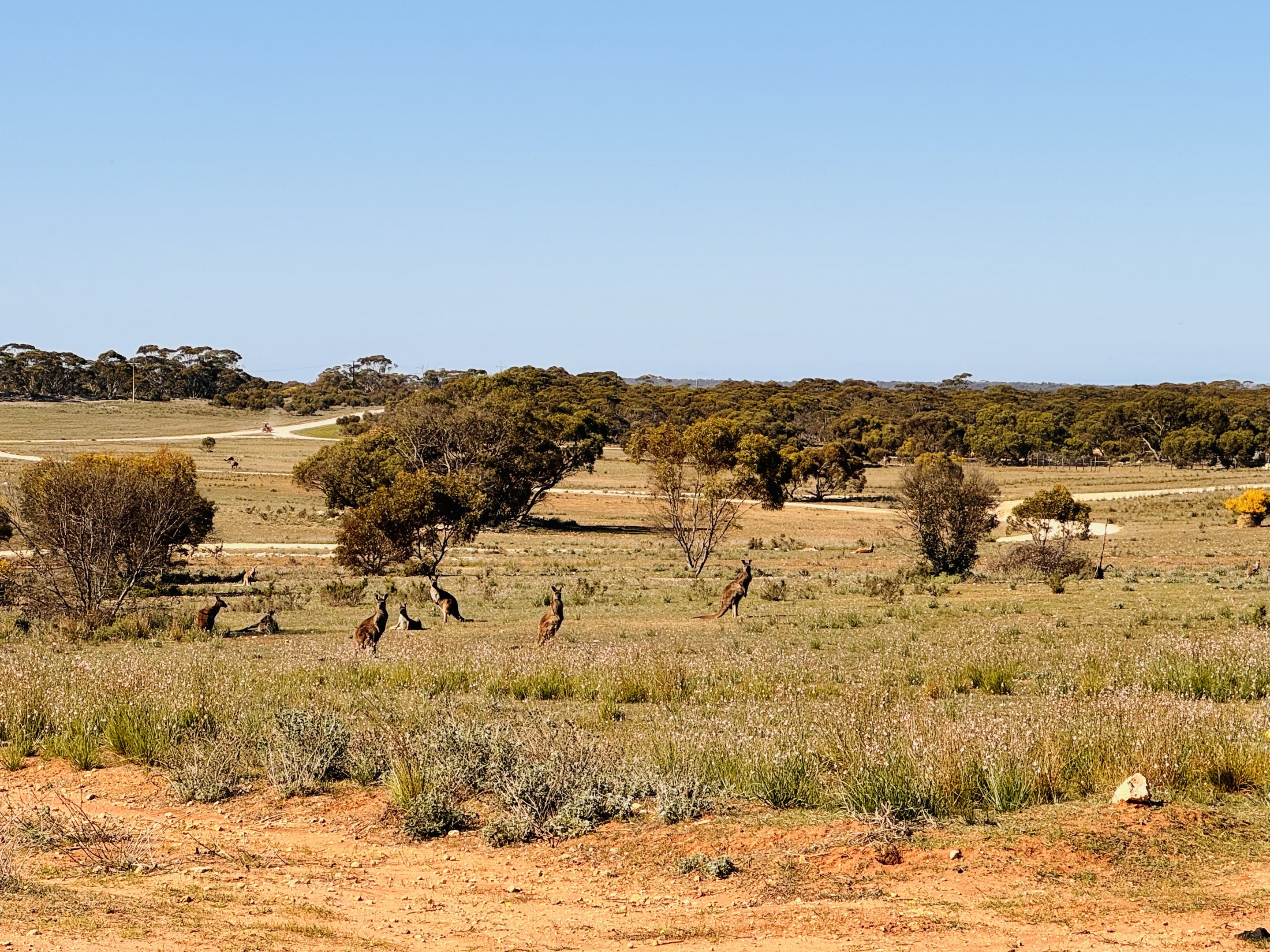 General view - wild kangaroos